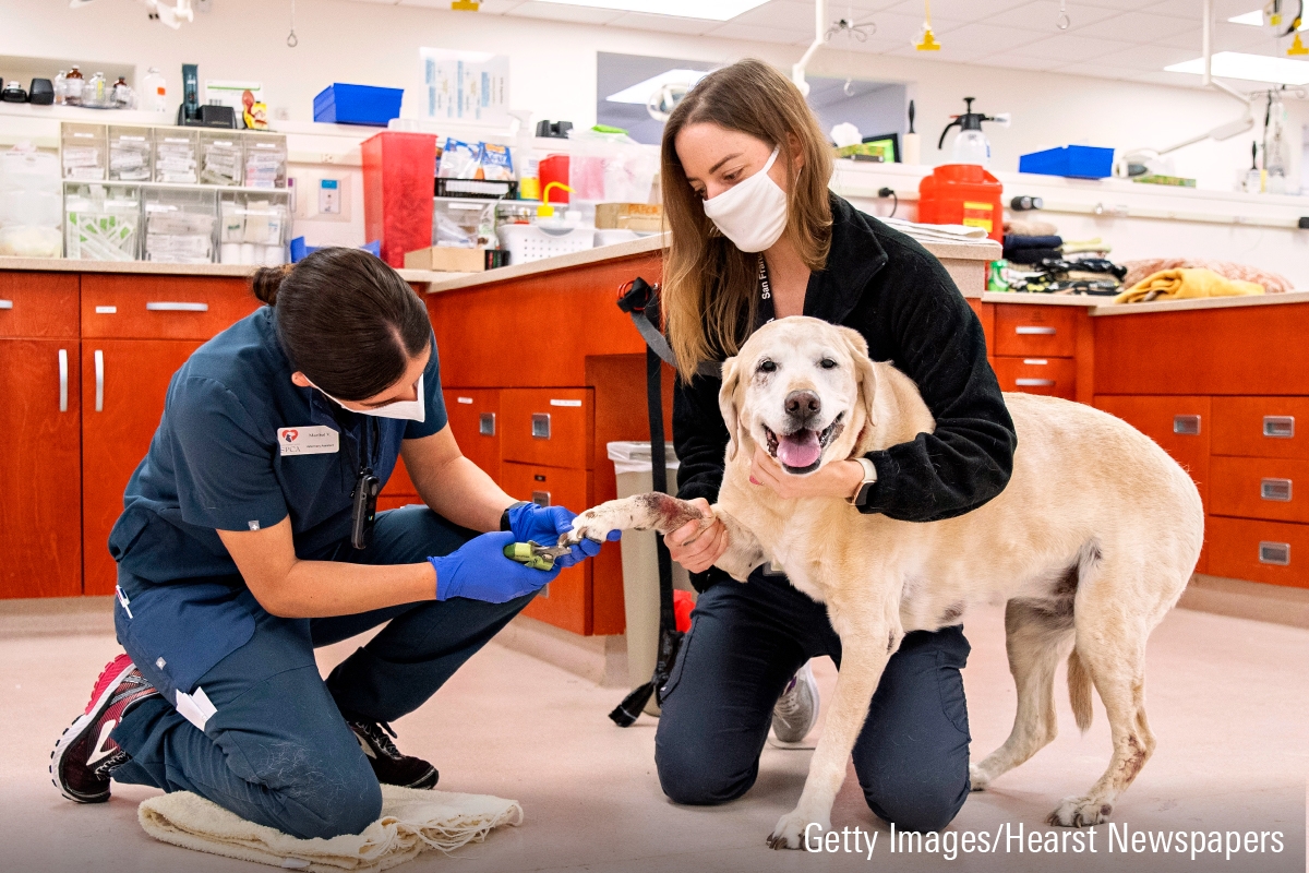 Photograph of a dog getting their nails clipped