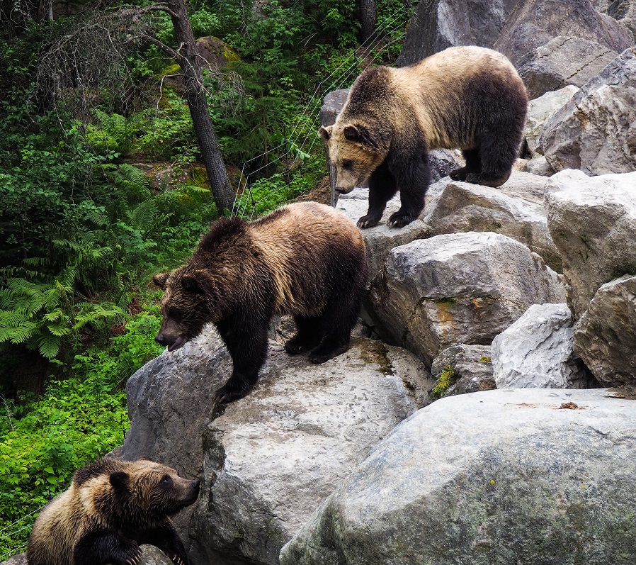 Bears