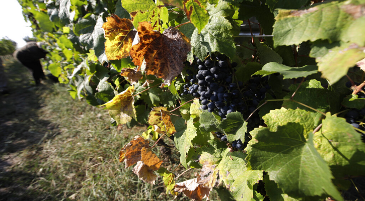 Vendemmia in Italia