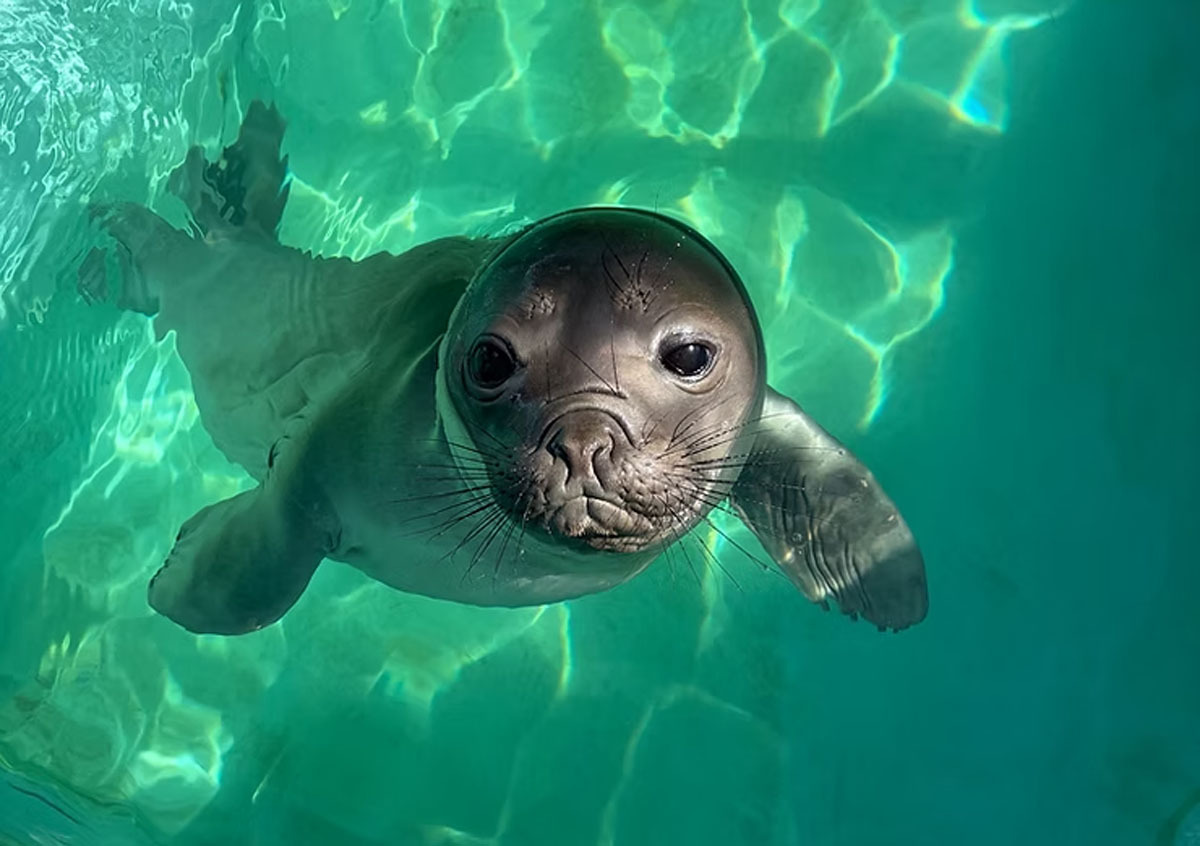 タイラー・ホーヒリン・ヌード