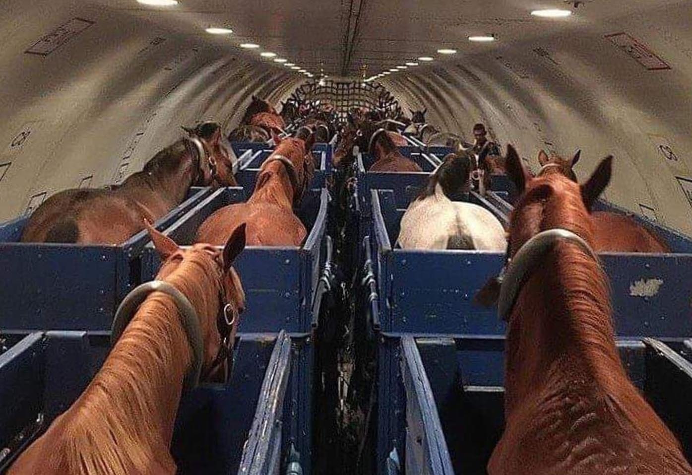 Cavalo escapa, sofre crise a bordo e faz avião jogar fora 20 toneladas de  combustível e voltar a aeroporto – Noticias R7