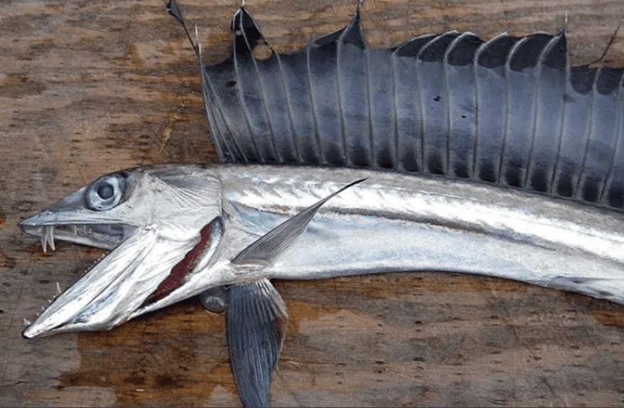 Peixes canibais abissais aparecem mortos em praias dos Estados Unidos –  Noticias R7