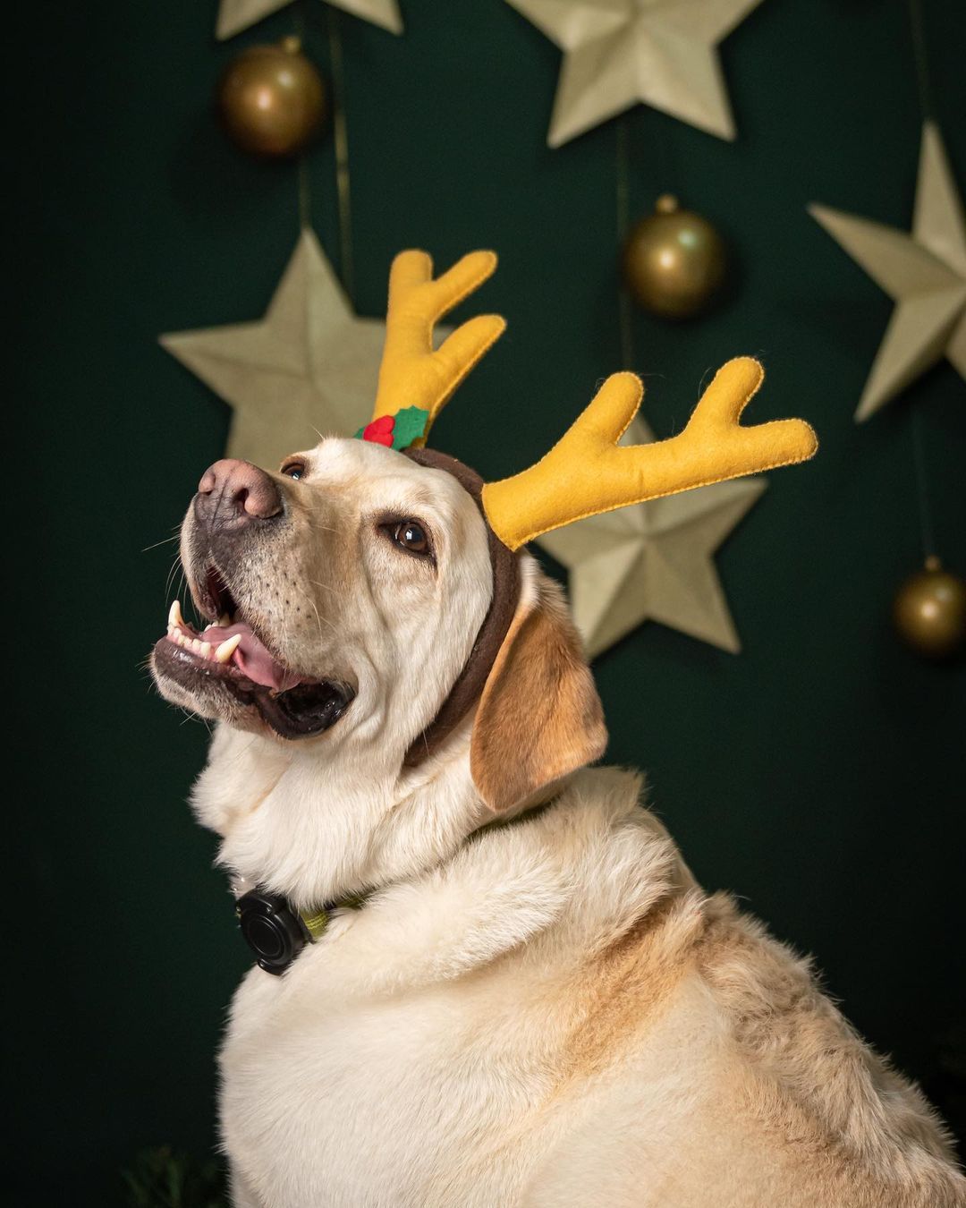 Alerta de fofura: pets influenciadores arrasam nos looks de Natal; confira  – R7 Entretenimento, image size:1080x1350