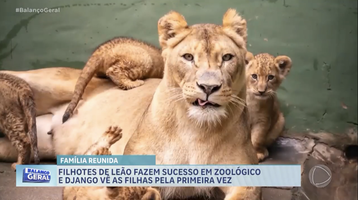 Filhotes de leão veem o pai, Django, pela primeira vez – Noticias R7, image size:1196x670