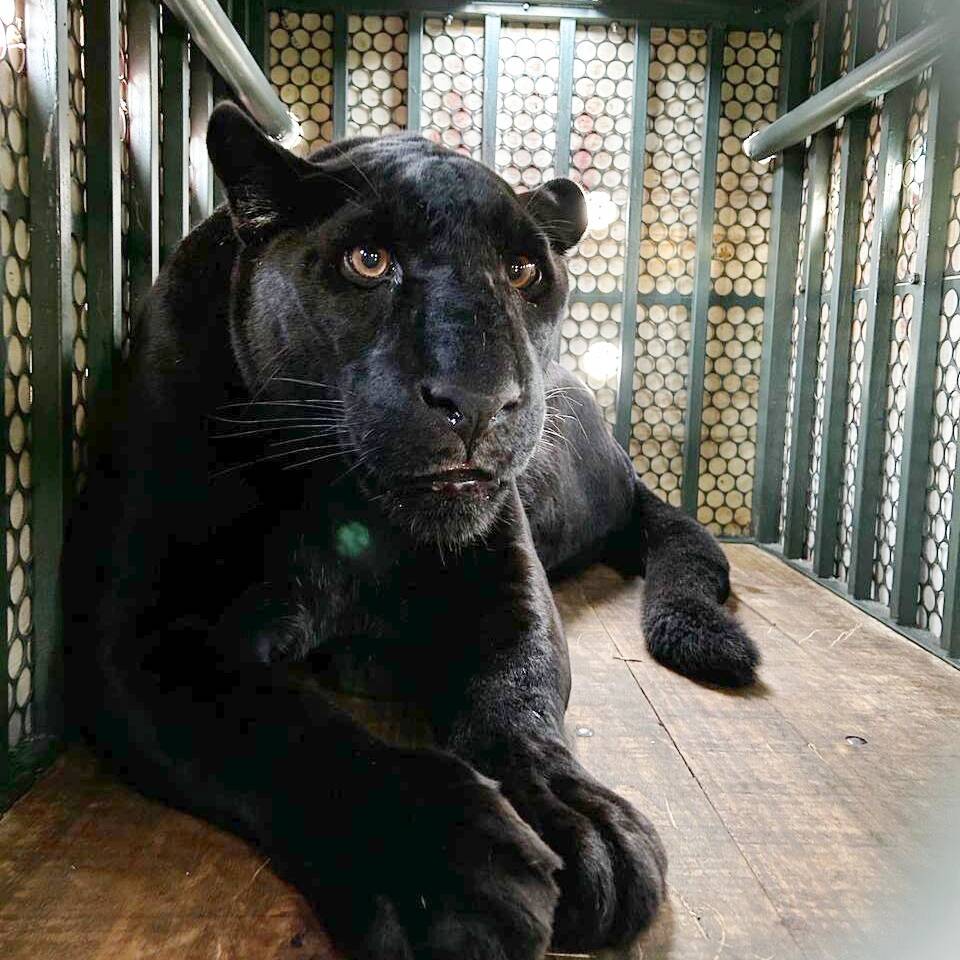 Conheça a nova moradora do Zoológico de Curitiba: Pantera Negra Cacau –  Noticias R7