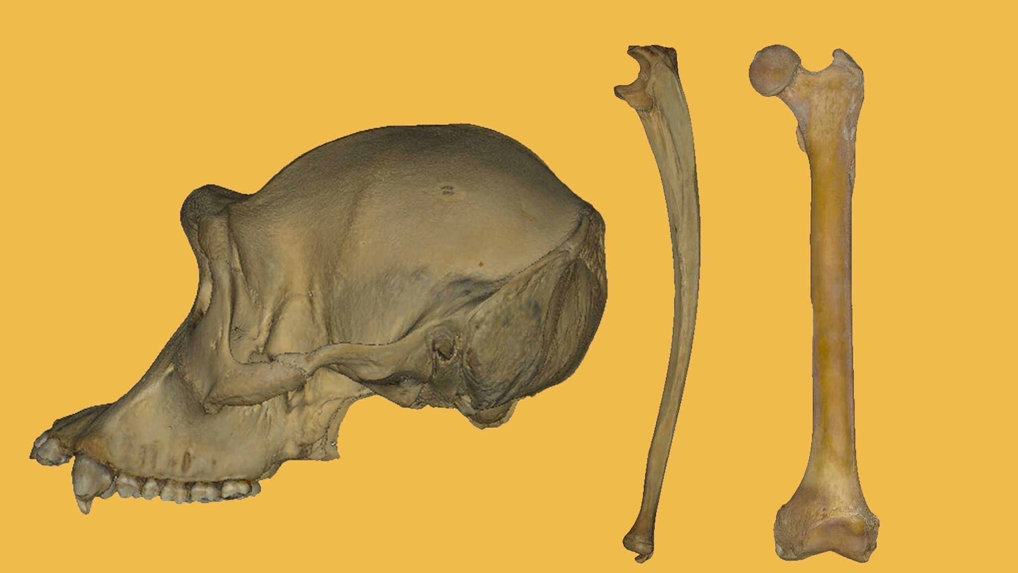 História 4° ano - O surgimento do ser humano, image size:2048x1152