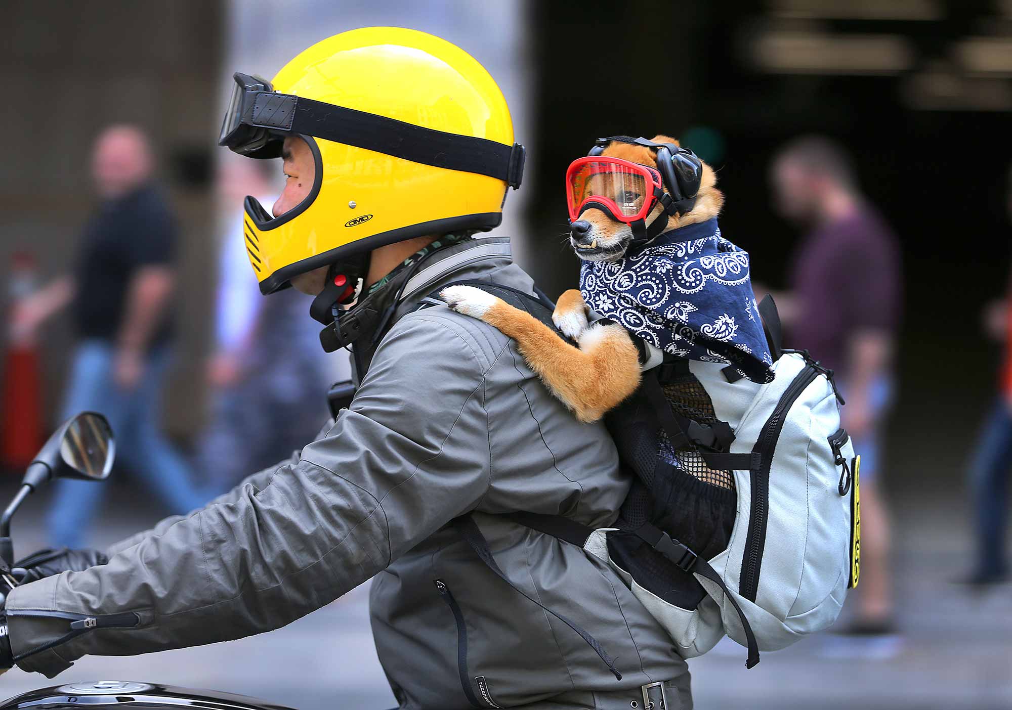dog in backpack riding a motorcycle