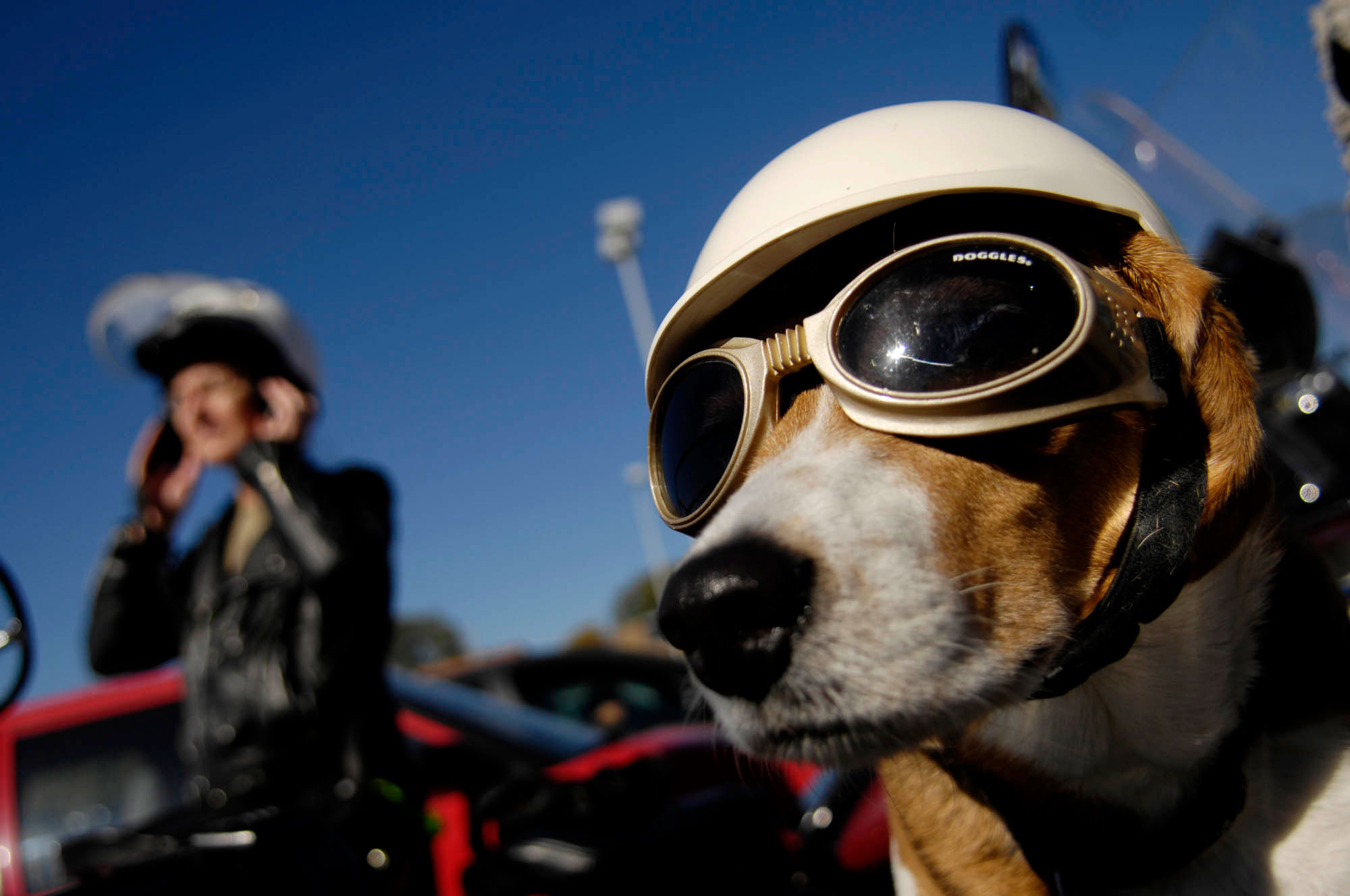 Sidecar companion, Amy, has doggles and a helmet to keep her safe on the ride