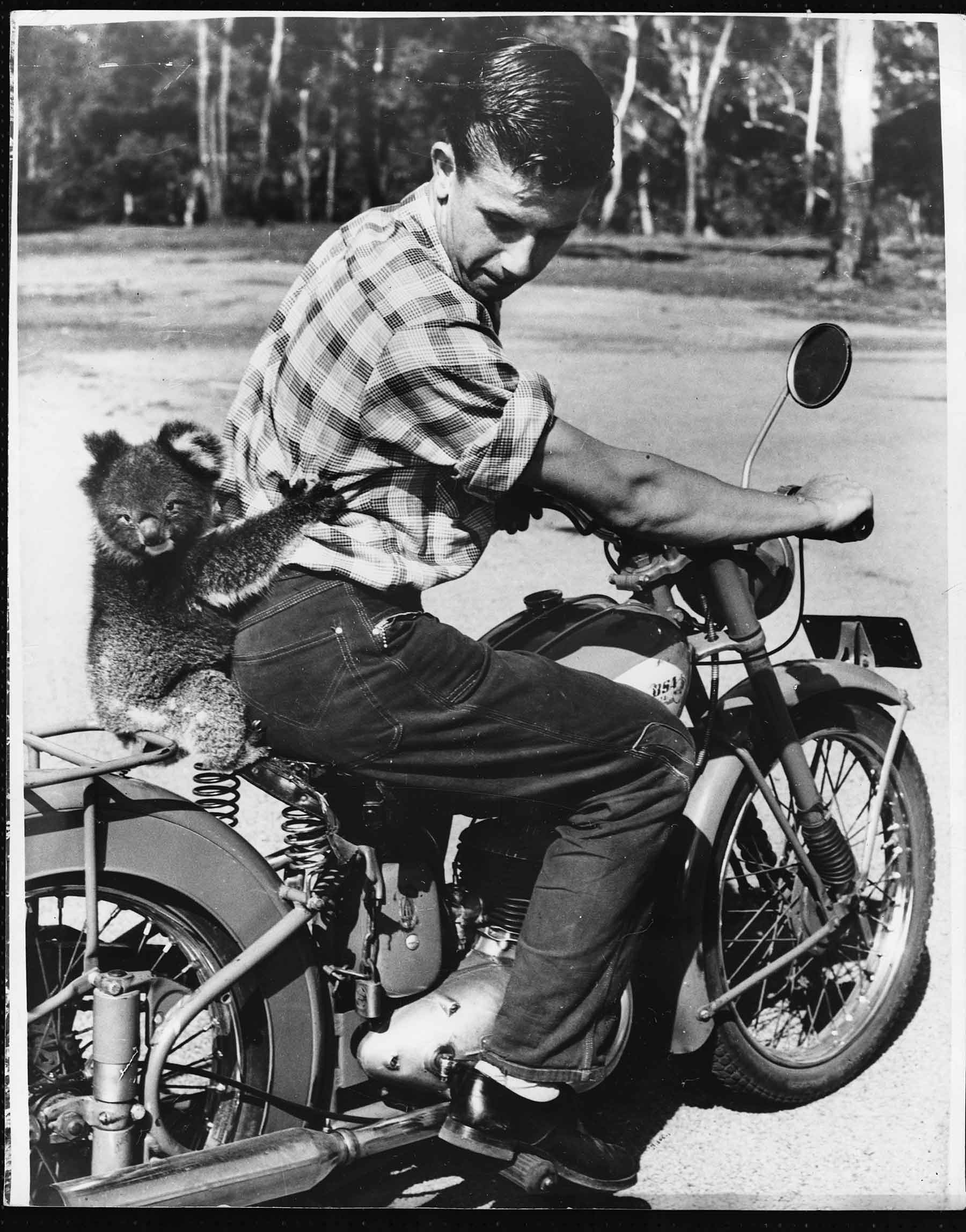 A pet koala, named Cuthbert, loves riding on his owner Ian’s BSA in this photo from Australia in 1960.