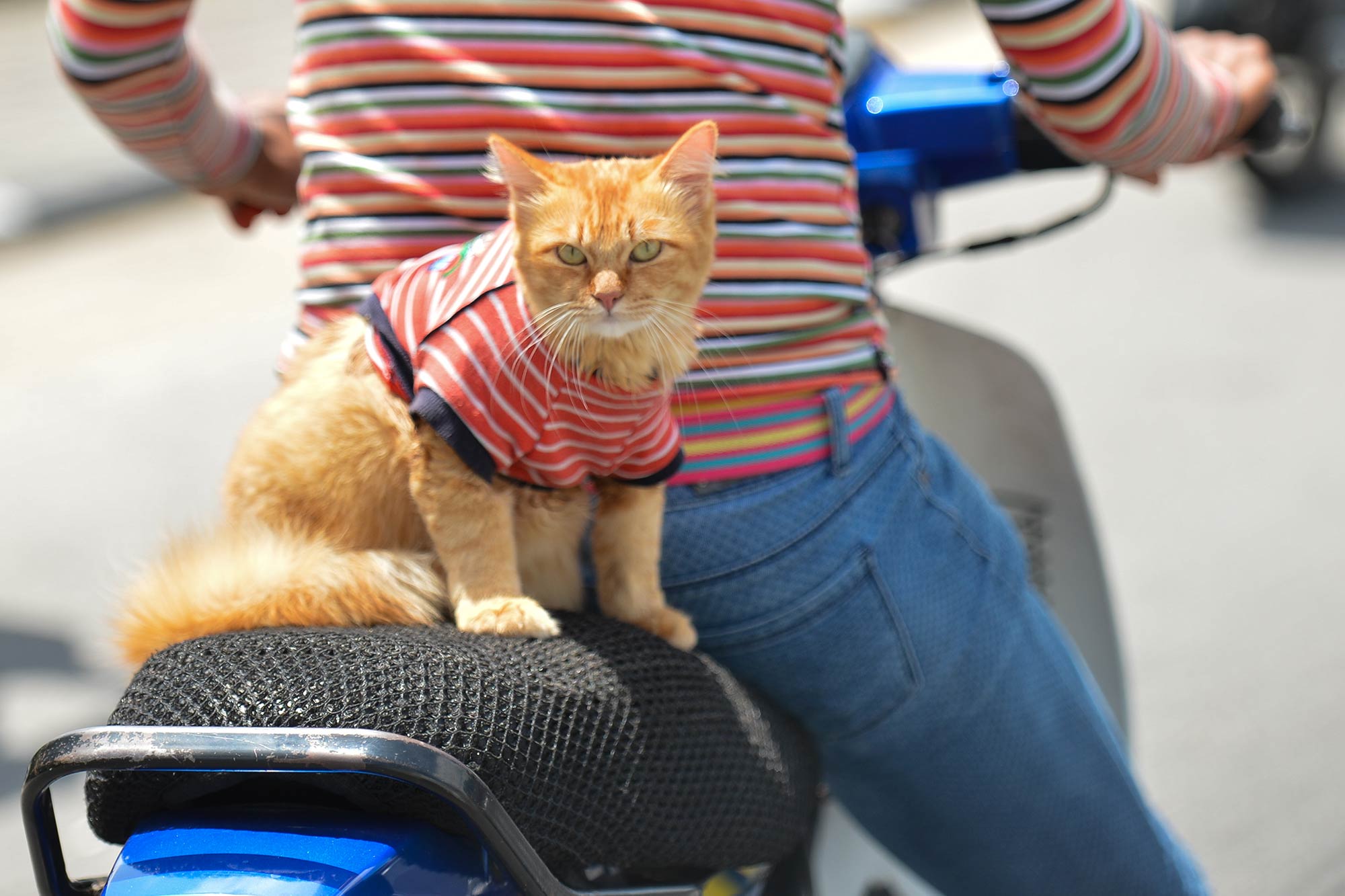 One scooter rider in Malaysia likes to dress up his cat in matching t-shirts.