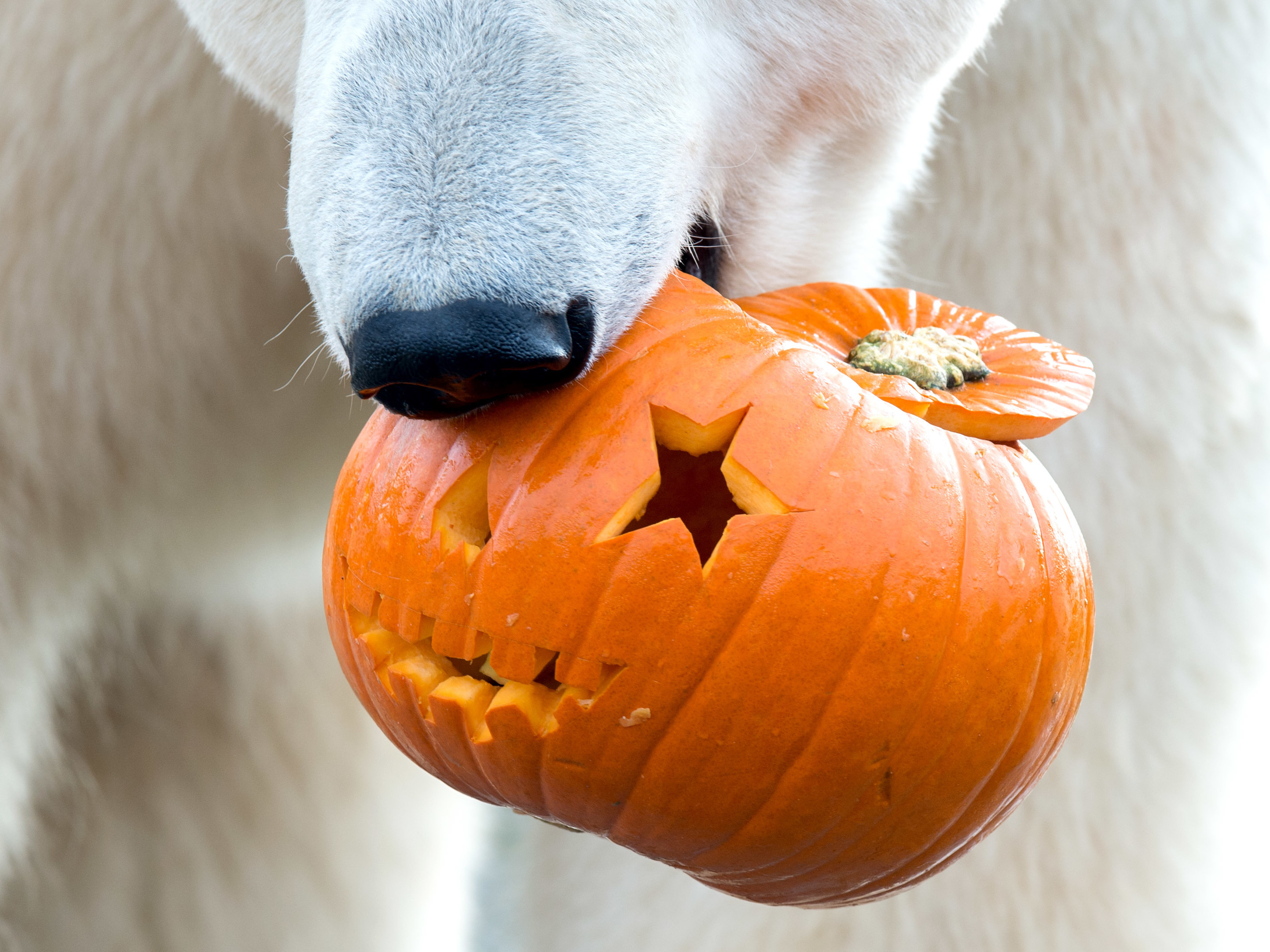 It's not Halloween without some zoo animals smashing pumpkins - OPB