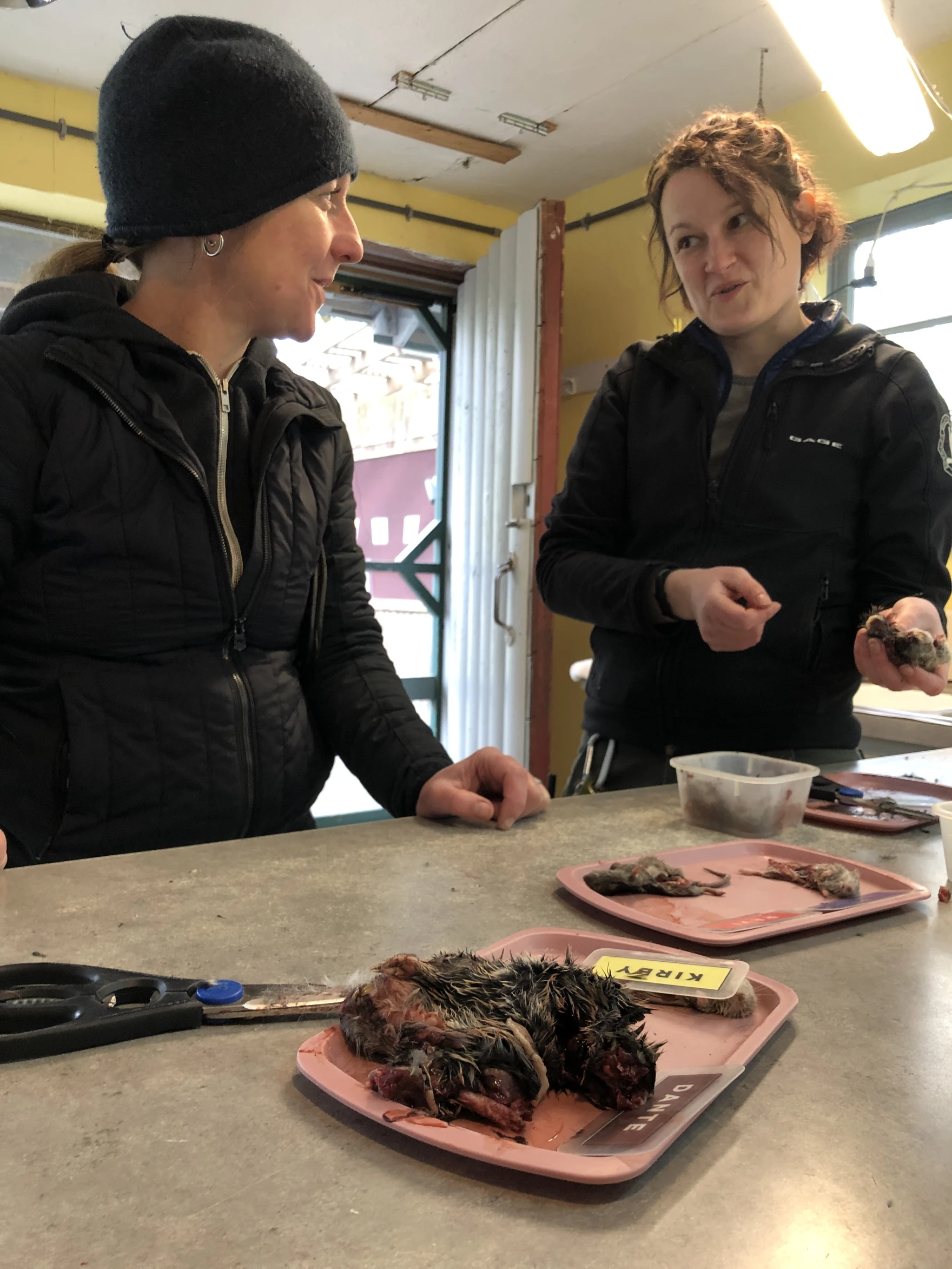 Two people discuss what to feed birds of prey.