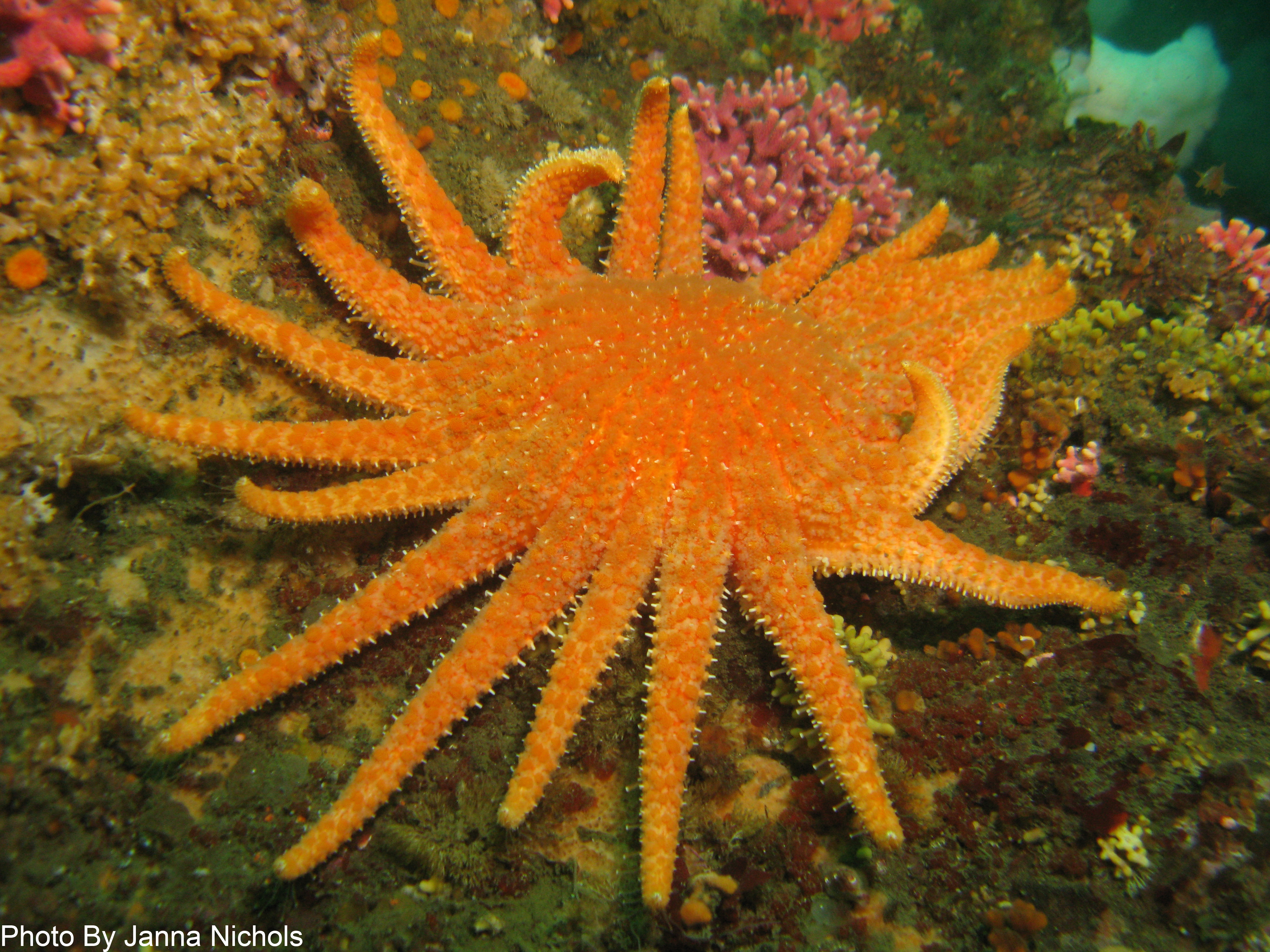 EXTINCTION!!! Memories of the Sunflower Sea Star