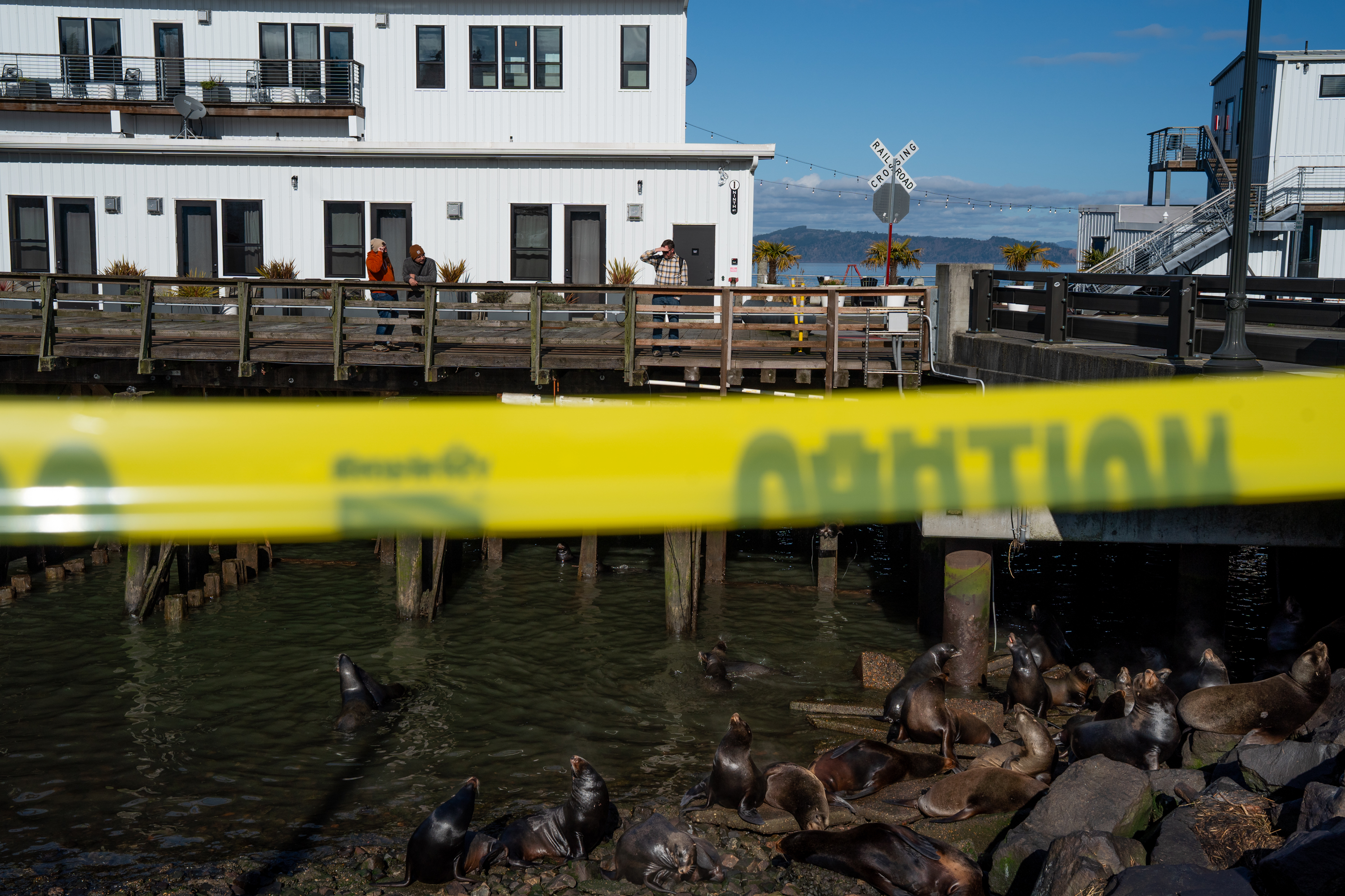 People watch as sea lions gather below the Astoria Riverfront Trolley tracks in Astoria, Ore., on Feb. 12, 2026. The area is cordoned off with caution tape to keep the animal and people alike safe.