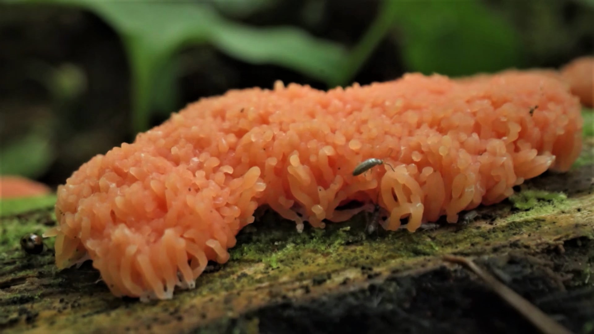 Slime molds are decomposers of the forest, often found on rotting logs. They may look like fungus, but they can move.