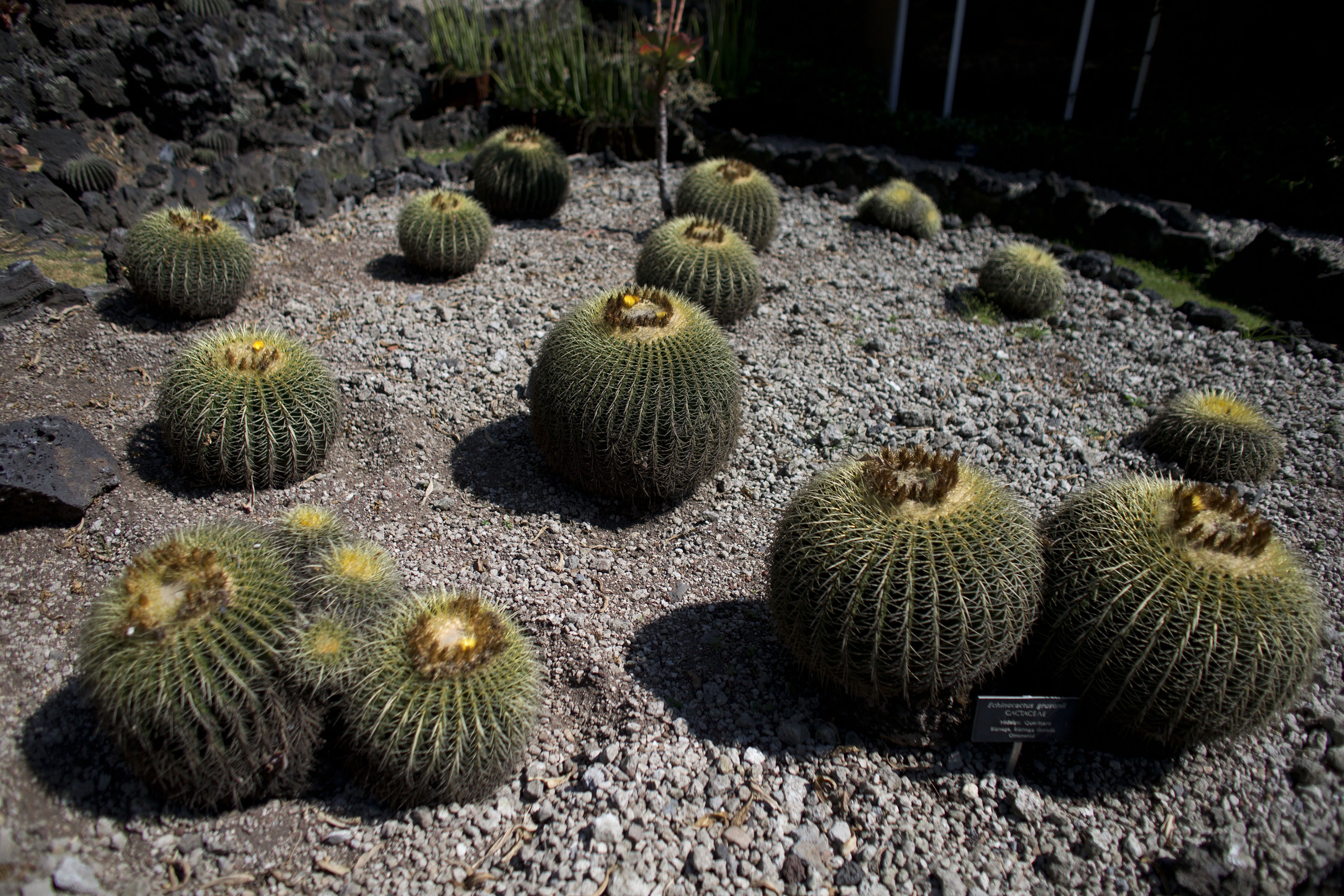 The endangered cactus behind Mexico's sweet secret - OPB