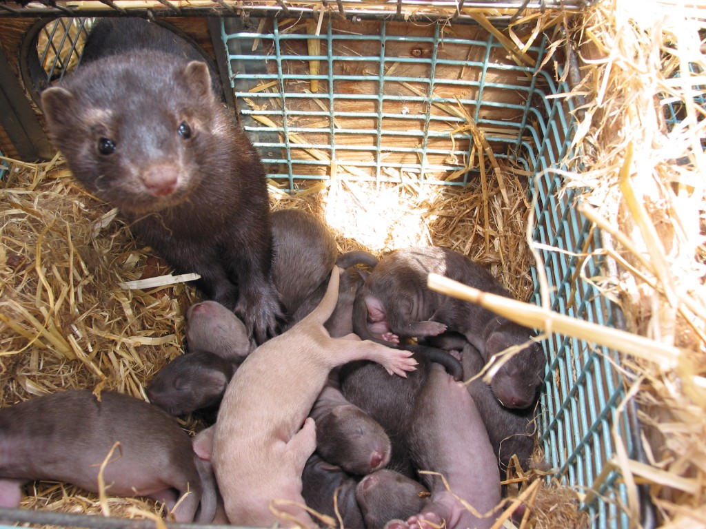 DeFazio-sponsored legislation passed in . House to stop mink farming -  OPB