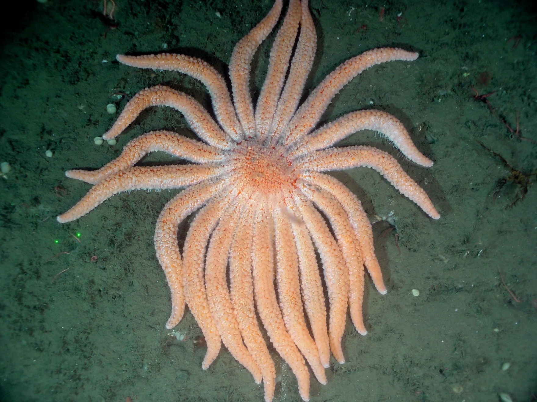 Common starfish may not survive extreme ocean conditions •