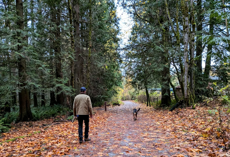 FILE - Jason Dove Mark walks his dog in the forest next to his home in Bellingham.