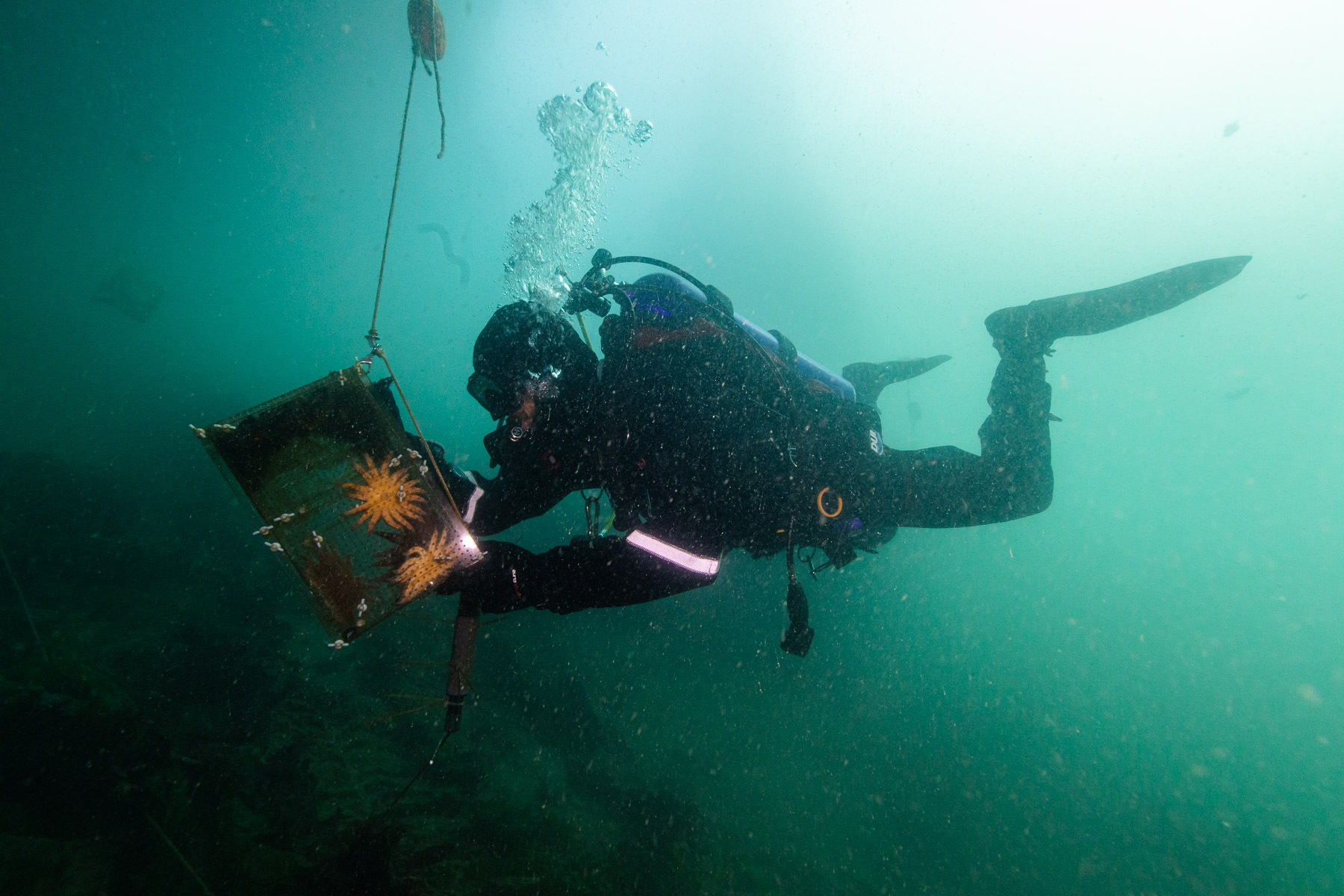 At Friday Harbor Labs, scientists give sea stars a chance to shine