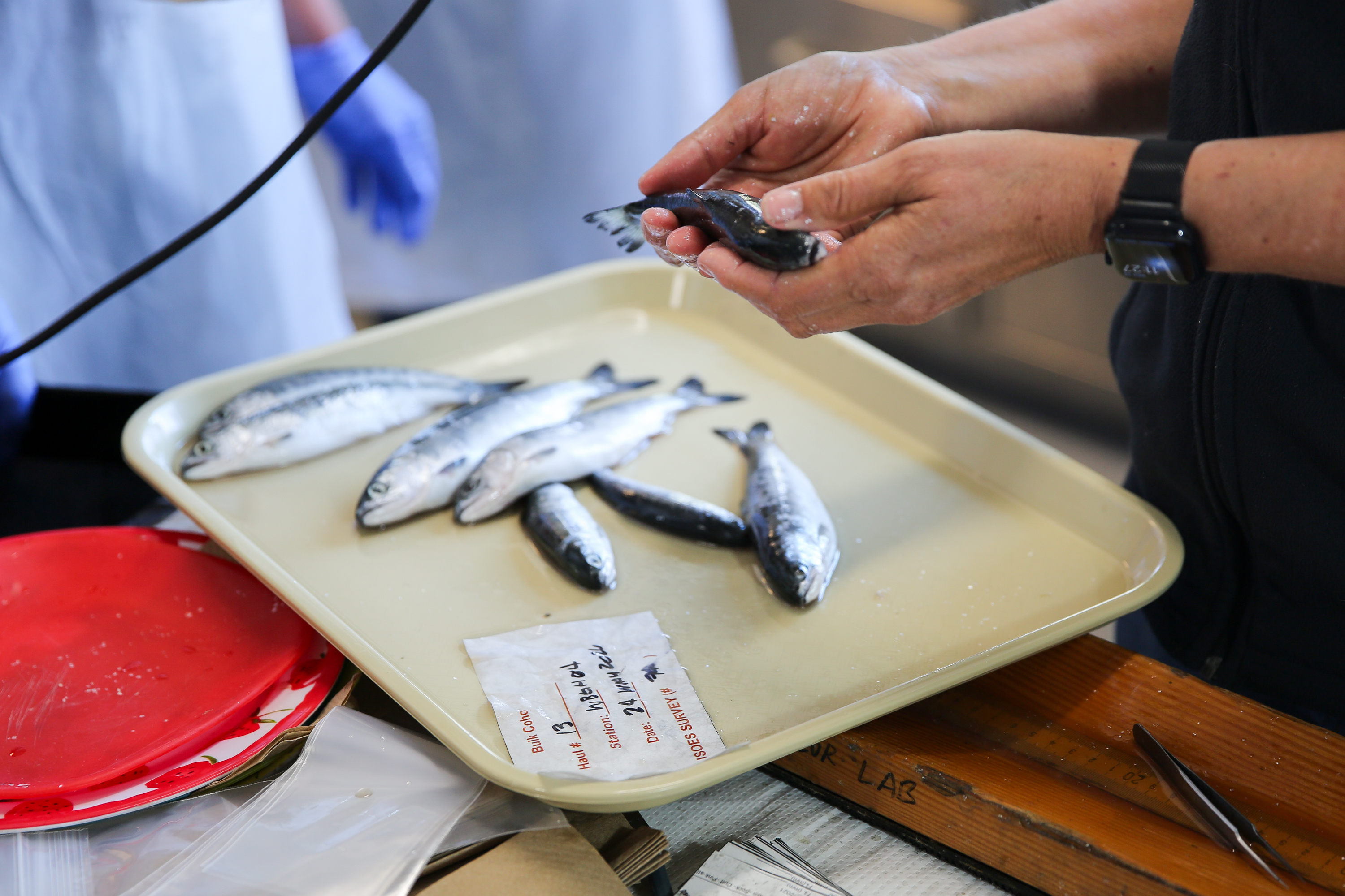 Juvenile salmon ready for necropsy at Hatfield Marine Science Center in Newport on July 29, 2026.