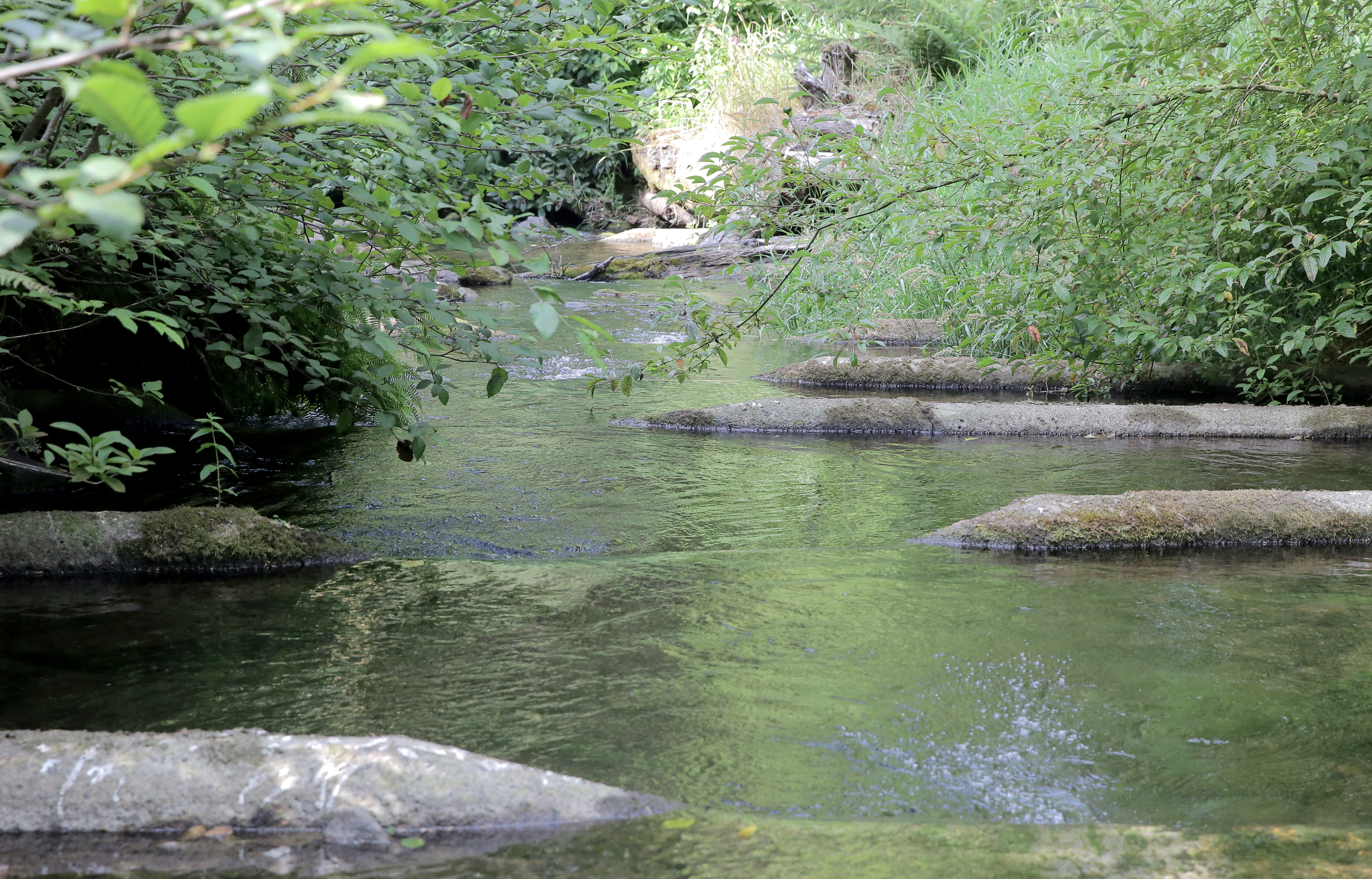 Hawk Creek, Neskowin, right where the water district draws the town's drinking water.