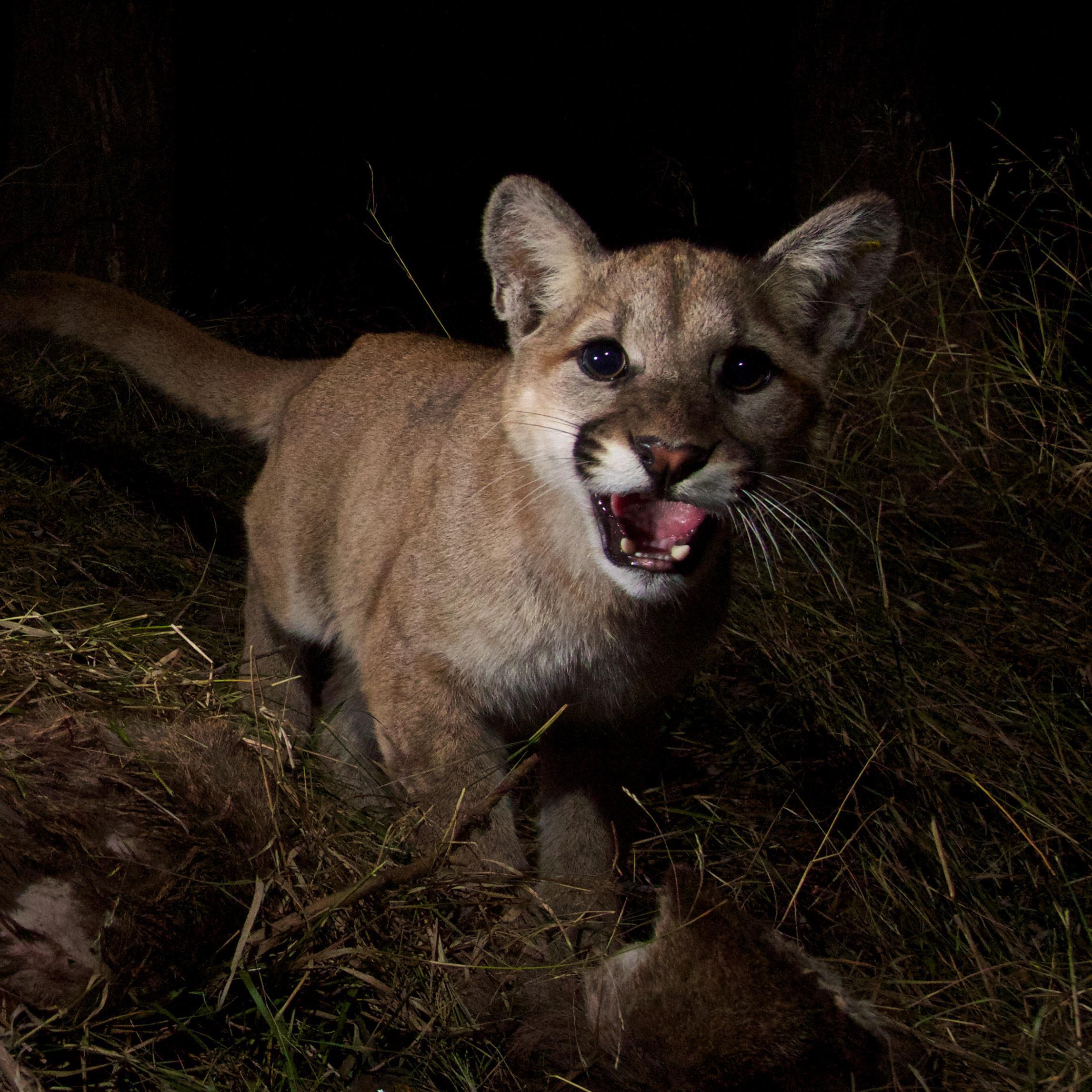 Are There More Cougars In Our Space Or More Of Us In Theirs? - OPB