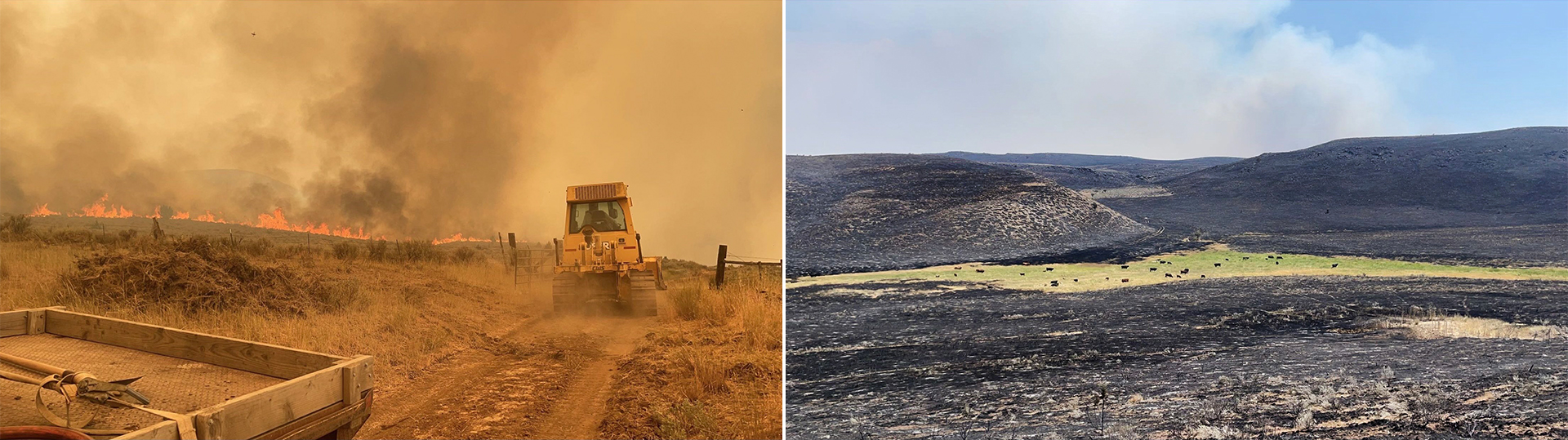 (Left to right) In these supplied photos dated July 19, 2024, ranchers work to battle the fire on the ranch, and a small group of cows are surrounded by land charred in the Durkee fire.