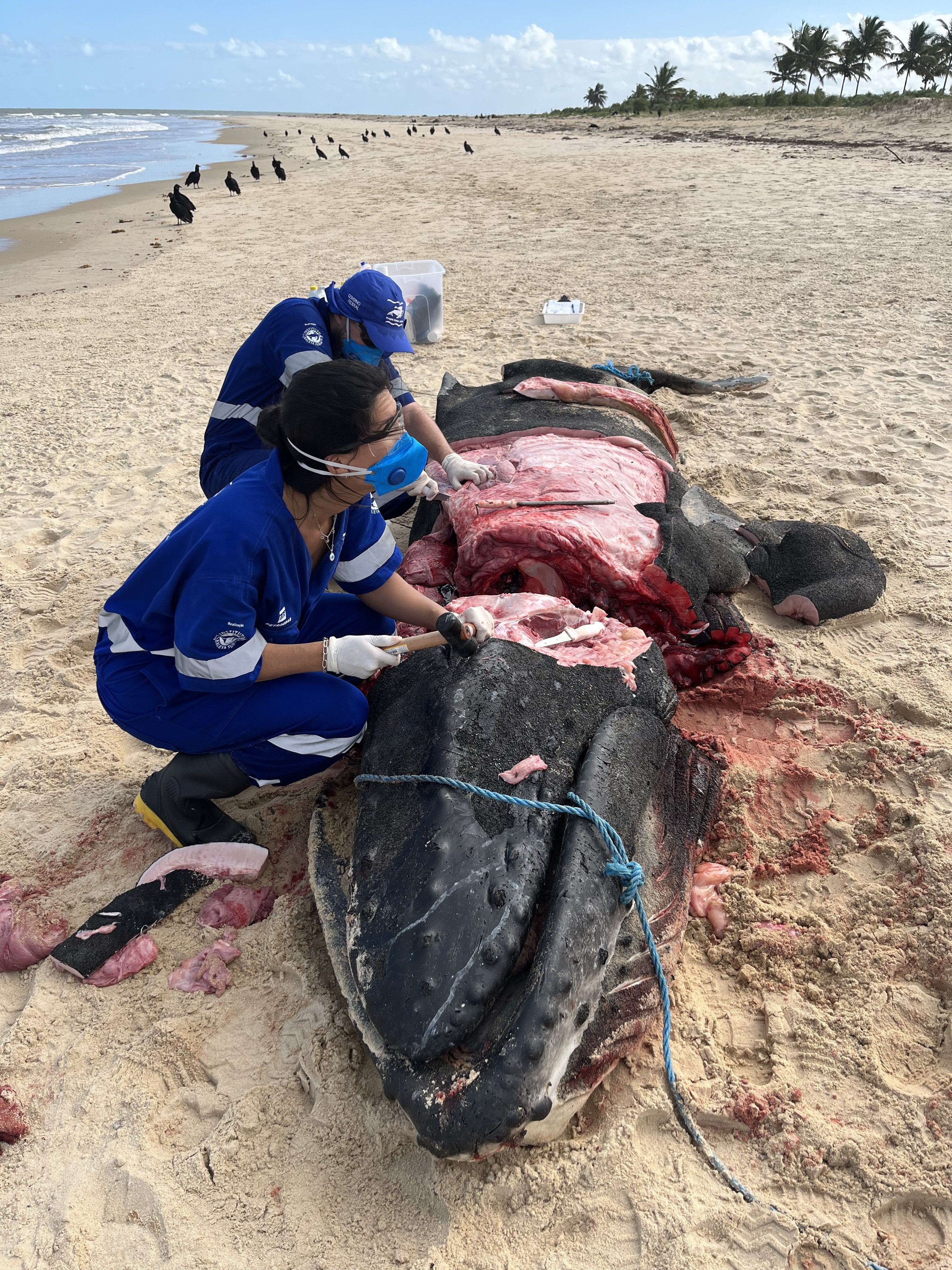 Give me the head!' Neuroscientist inspires whale and dolphin