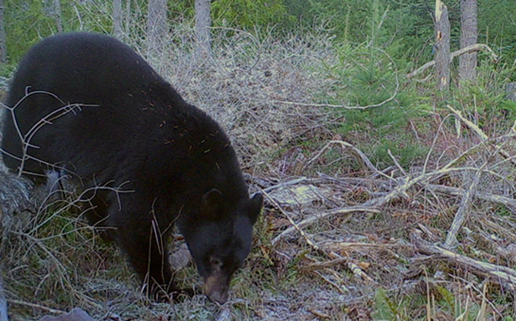 Discover the Largest Bear Ever Caught in Oregon - AZ Animals