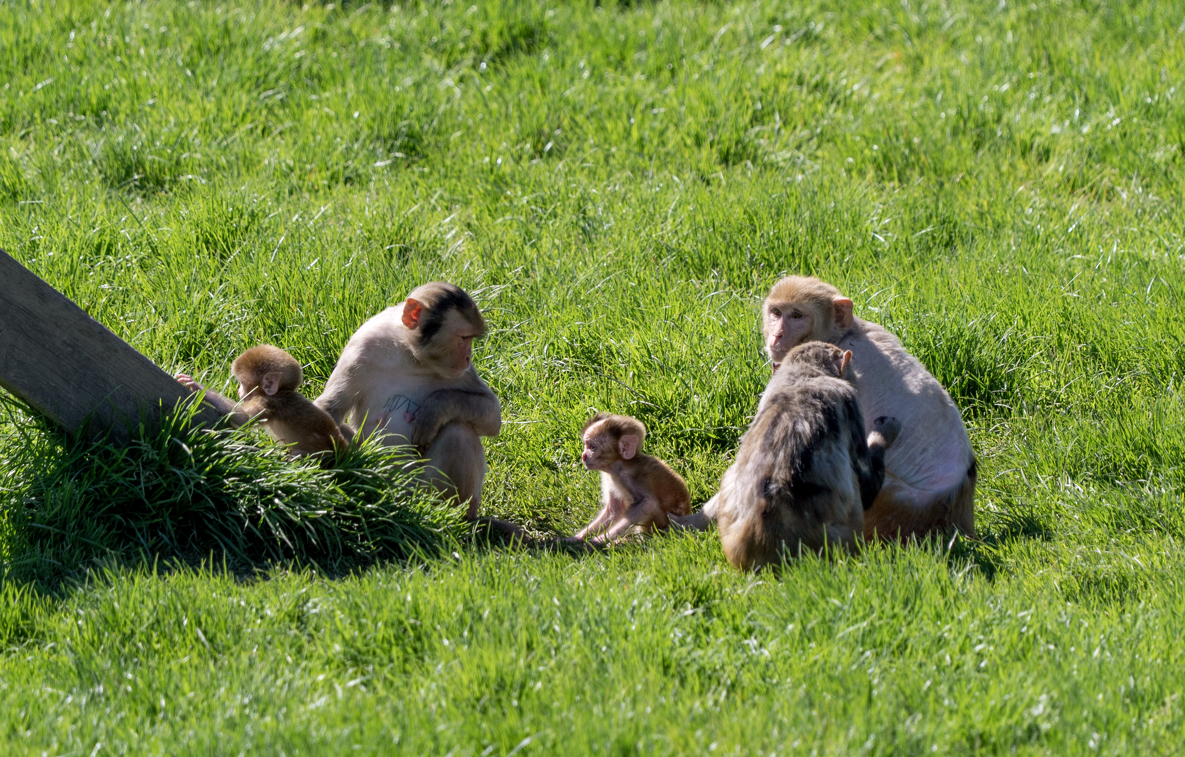 OHSU board greenlights plan for fewer monkeys in research, investments in alternatives