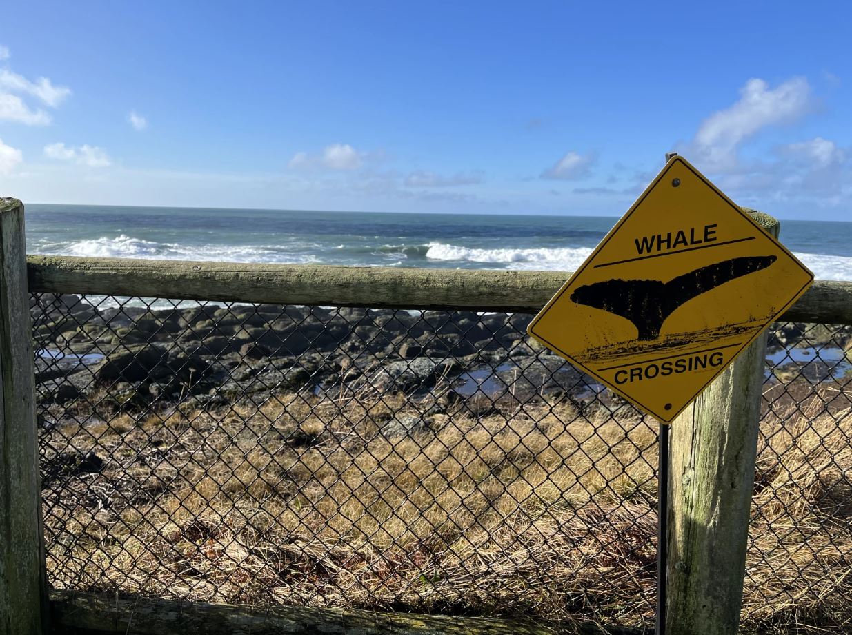 Winter Whale Watching Oregon Coast: Unforgettable Journey