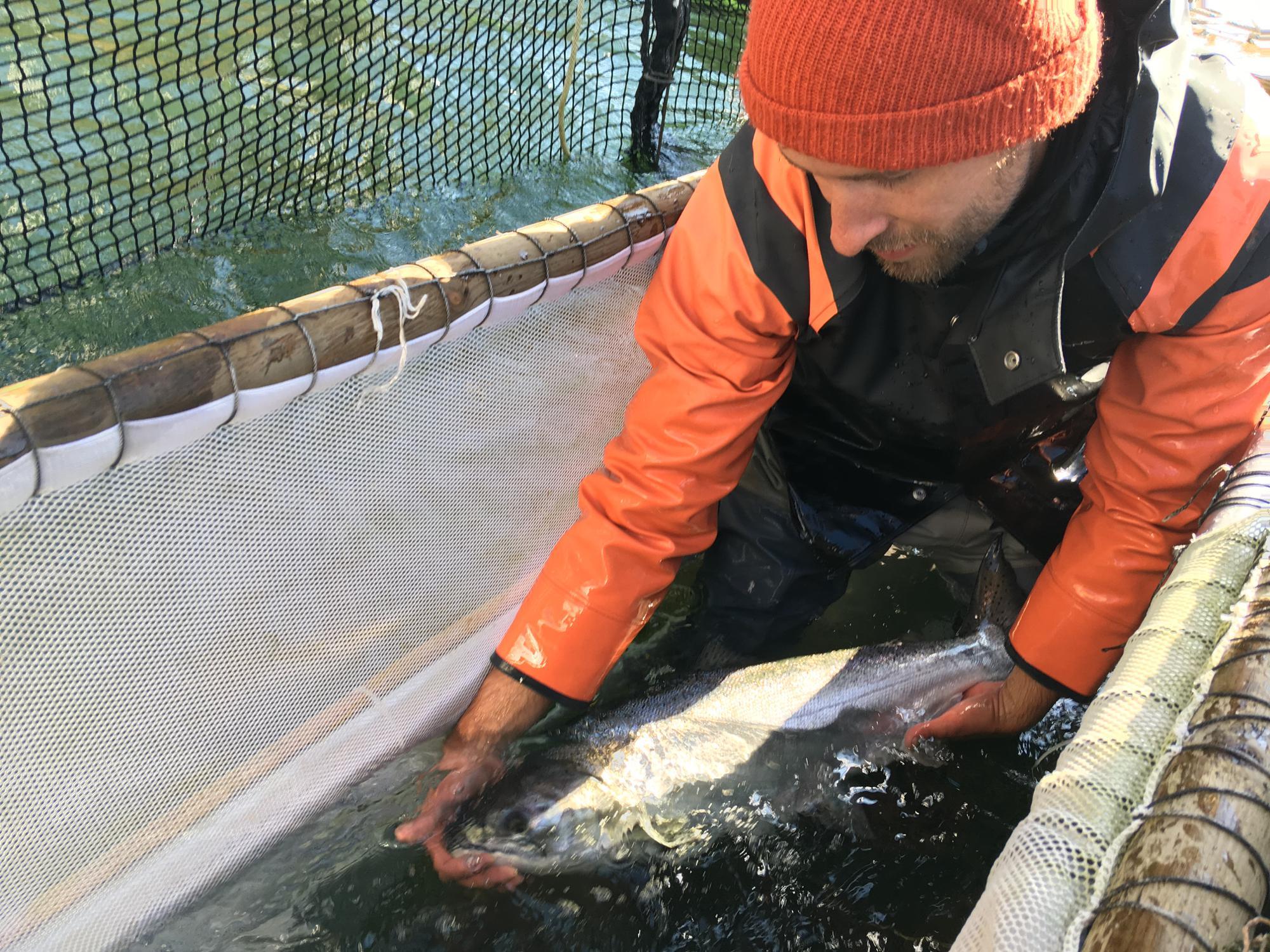 How a banned fish trap is being used to save wild salmon on the Columbia  River - OPB