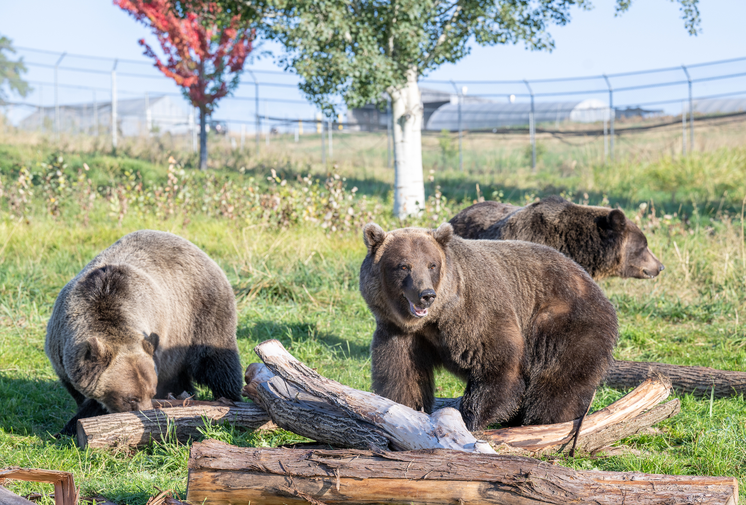 Jebbie the grizzly bear 'very happy' at wildlife sanctuary, Detroit Zoo  says 