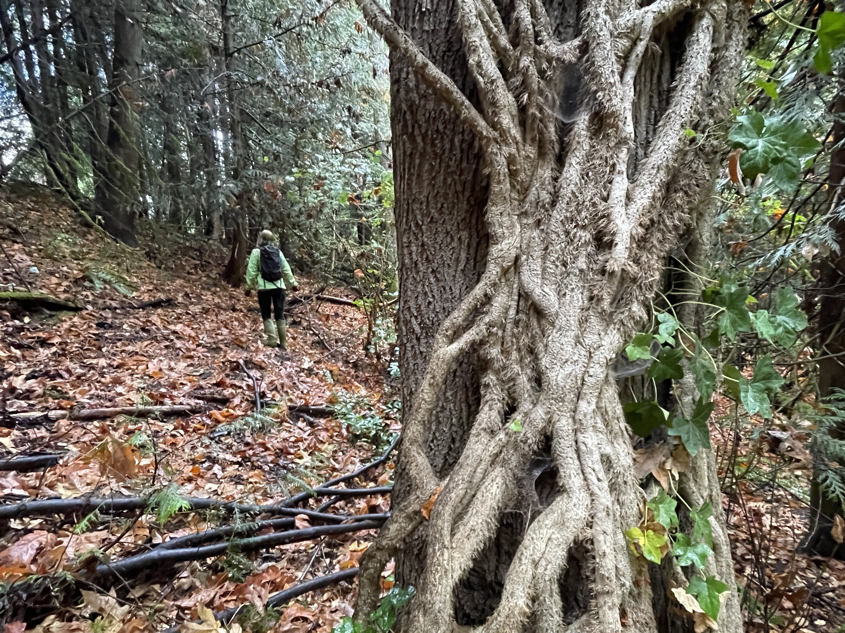 Ivy roots climb into the canopy of a forest on the Shoreline College campus in Shoreline, Washington, on Oct. 22, 2022.