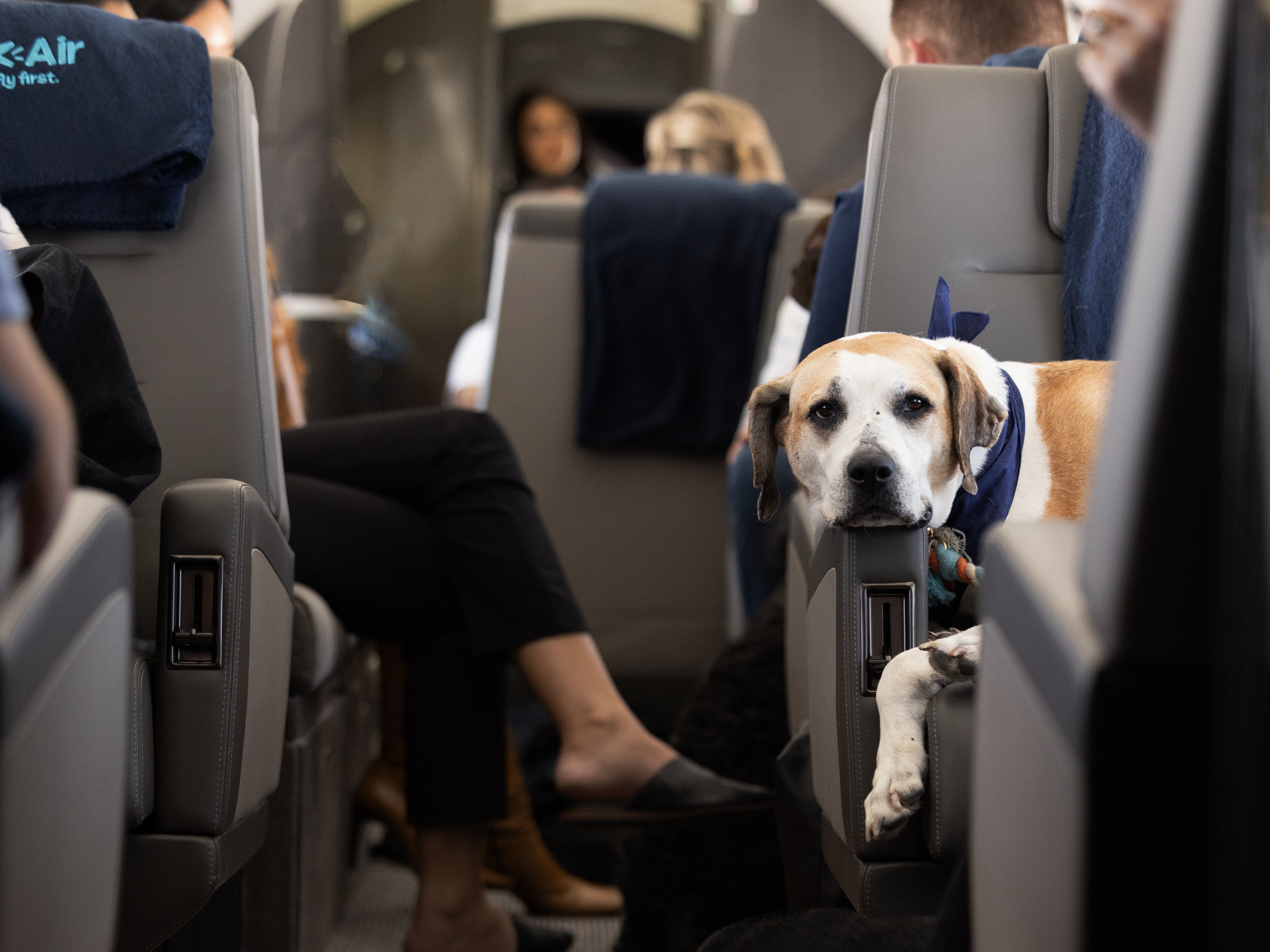 Cheap taking a puppy on a plane Clearance
