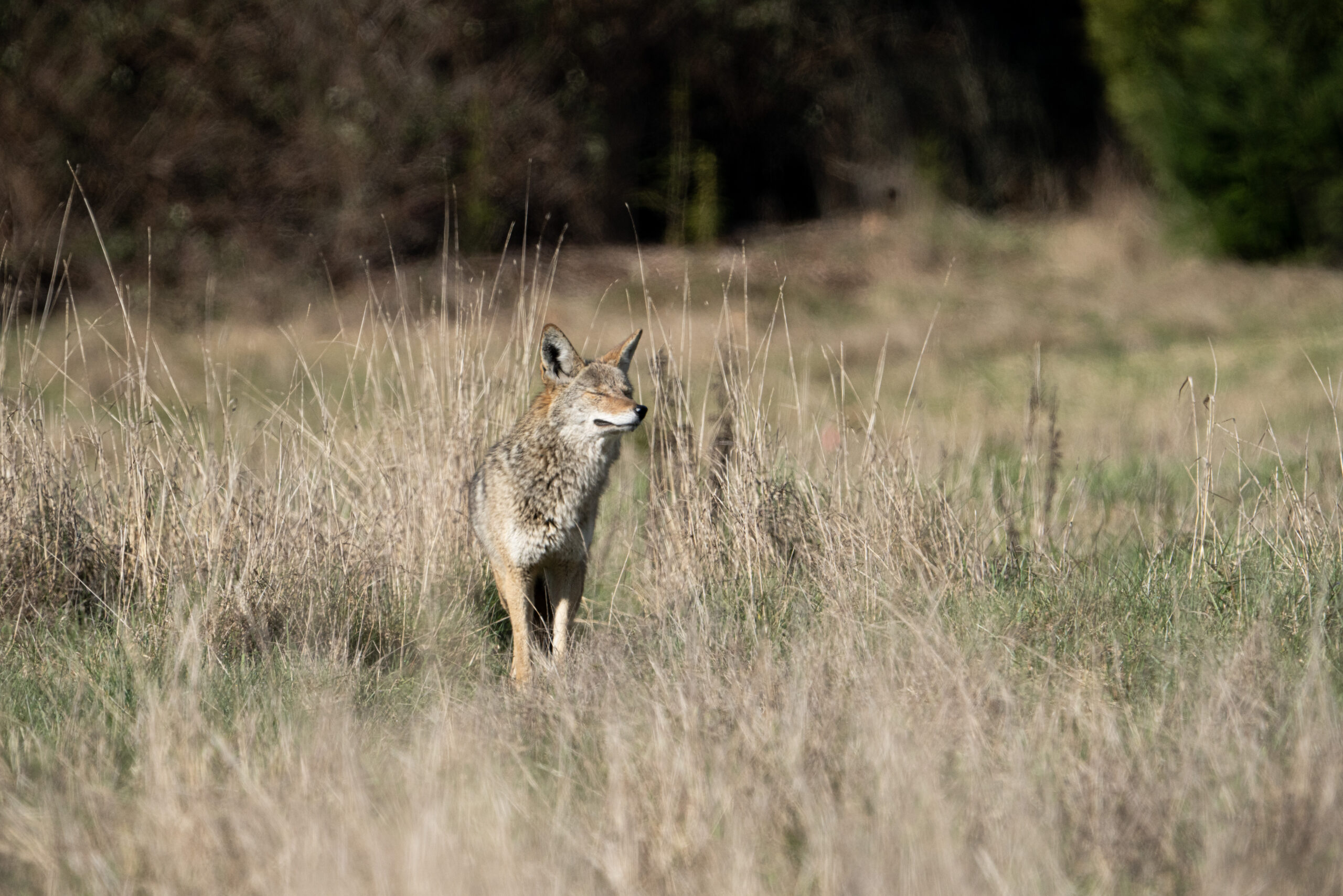 Coyotes in Washington carry tapeworms that can be passed to dogs, humans in  rare cases - OPB