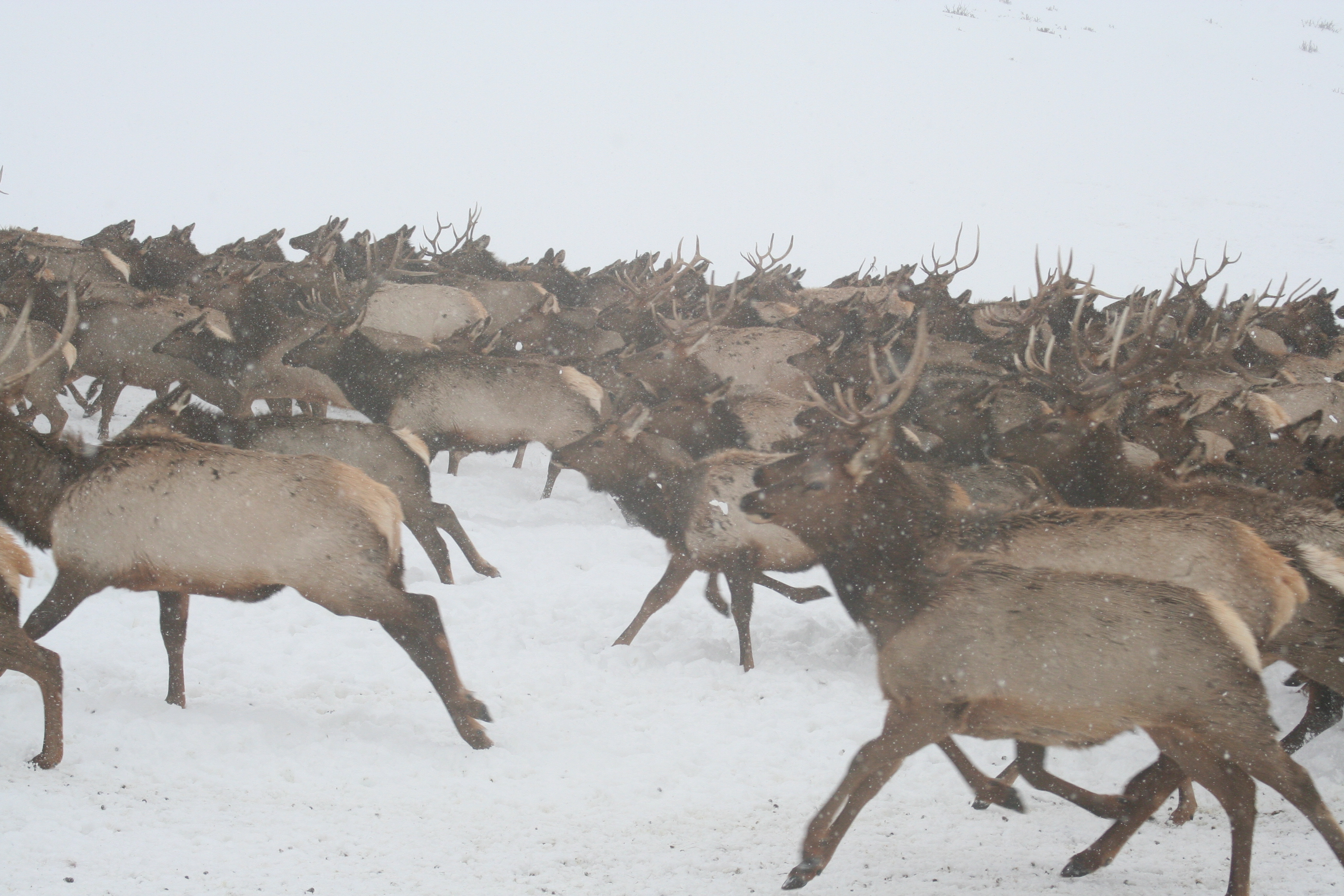 How to Conserve Wildlife Migrations in the American West