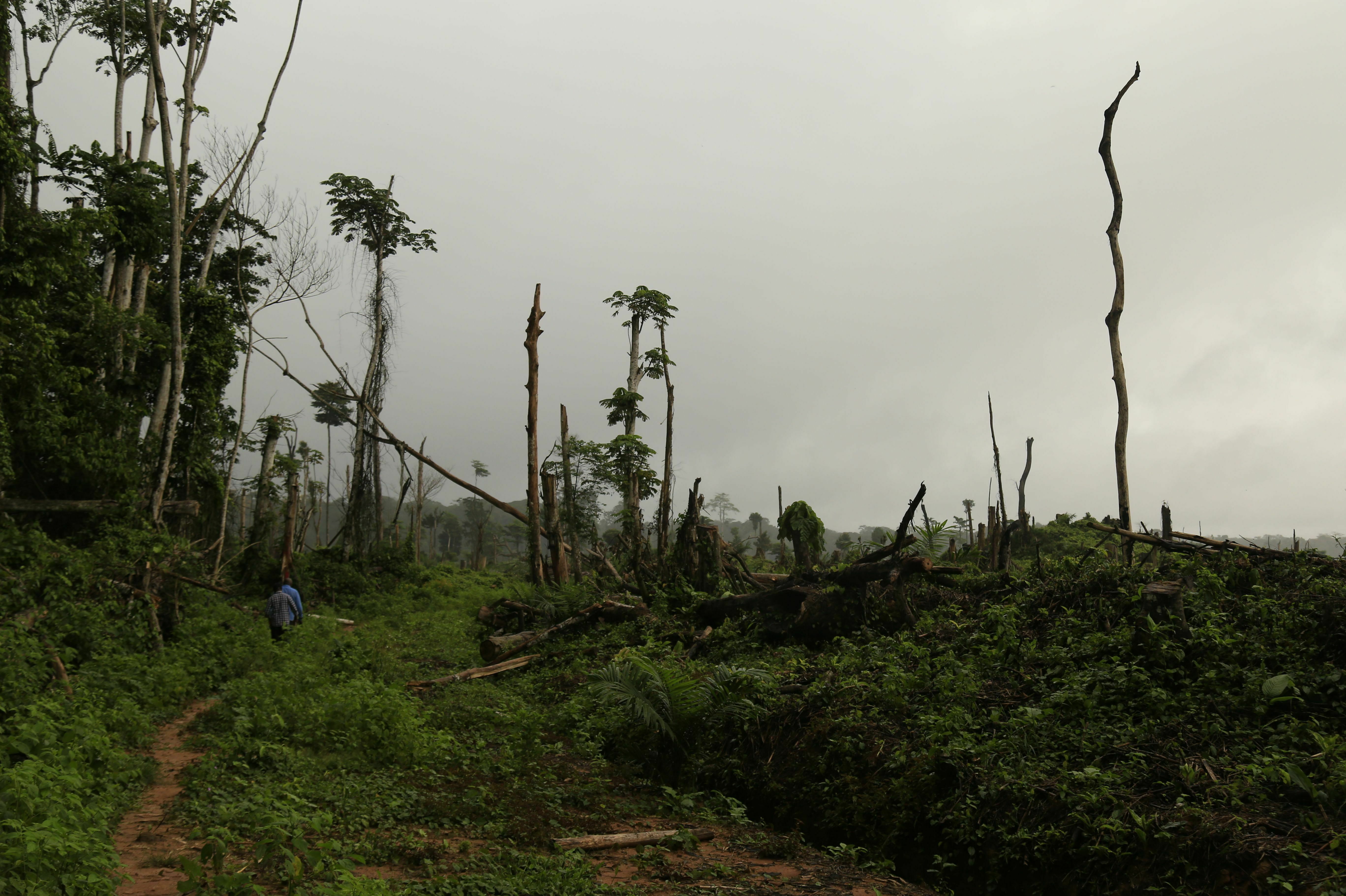 amazon rainforest after deforestation