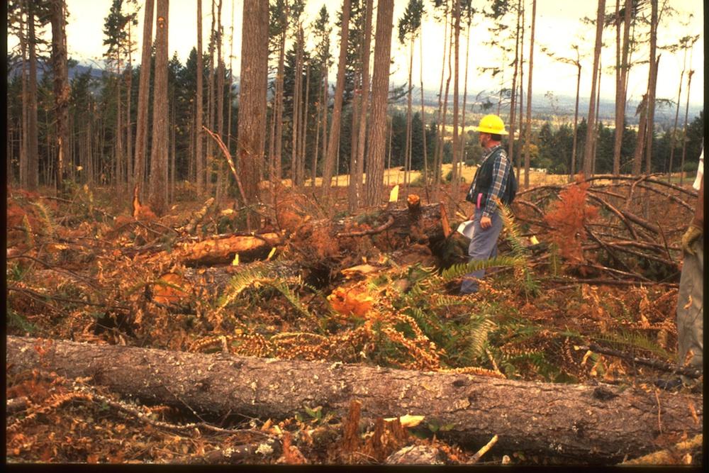 The Northern Forest Forum