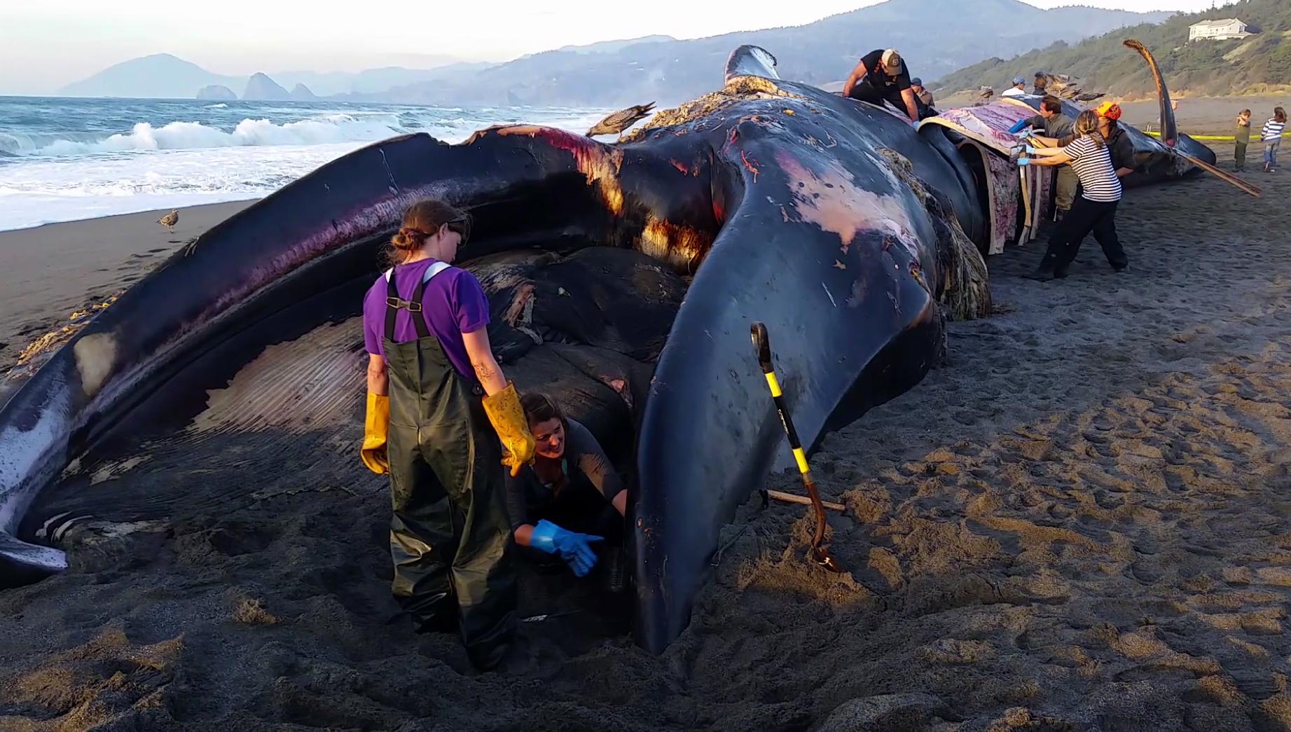 Наханг. Гигантский кит. Самый гигантский кит в мире. Огромный кит рядом с человеком. Самый большой синий кит в мире.