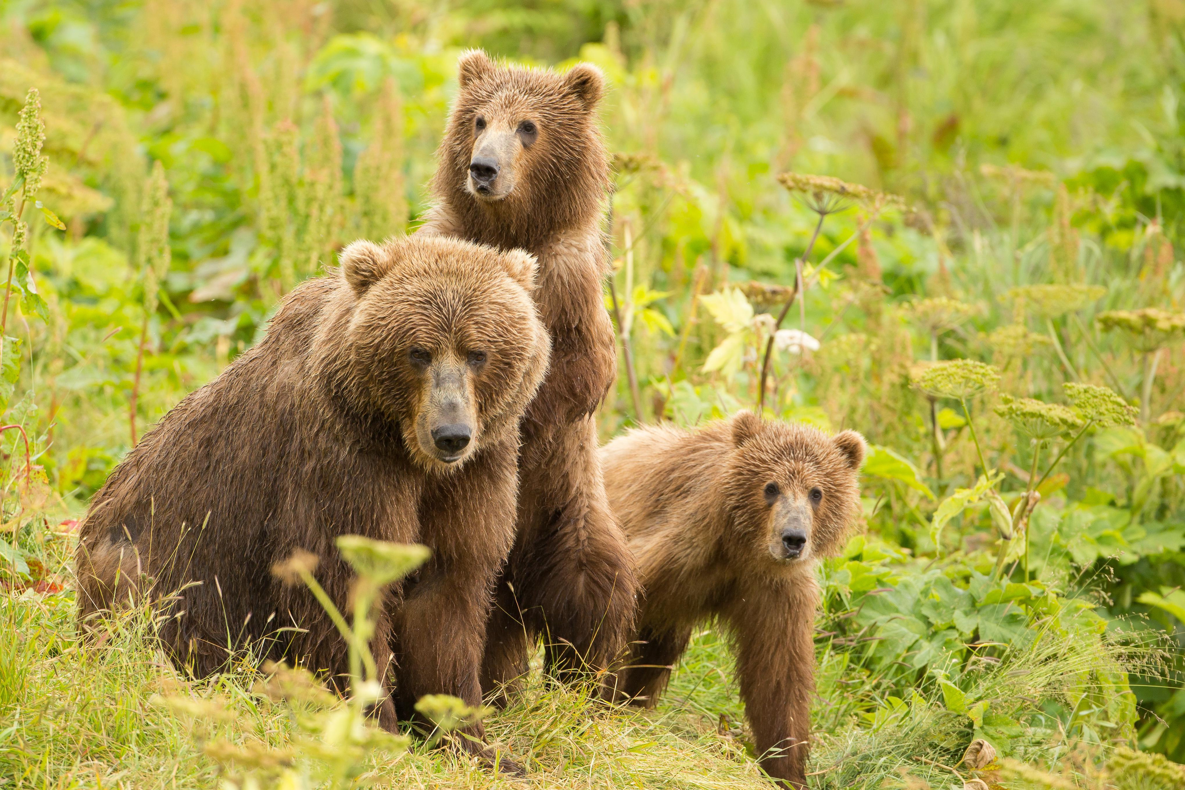 Grizzly Bear  Defenders of Wildlife