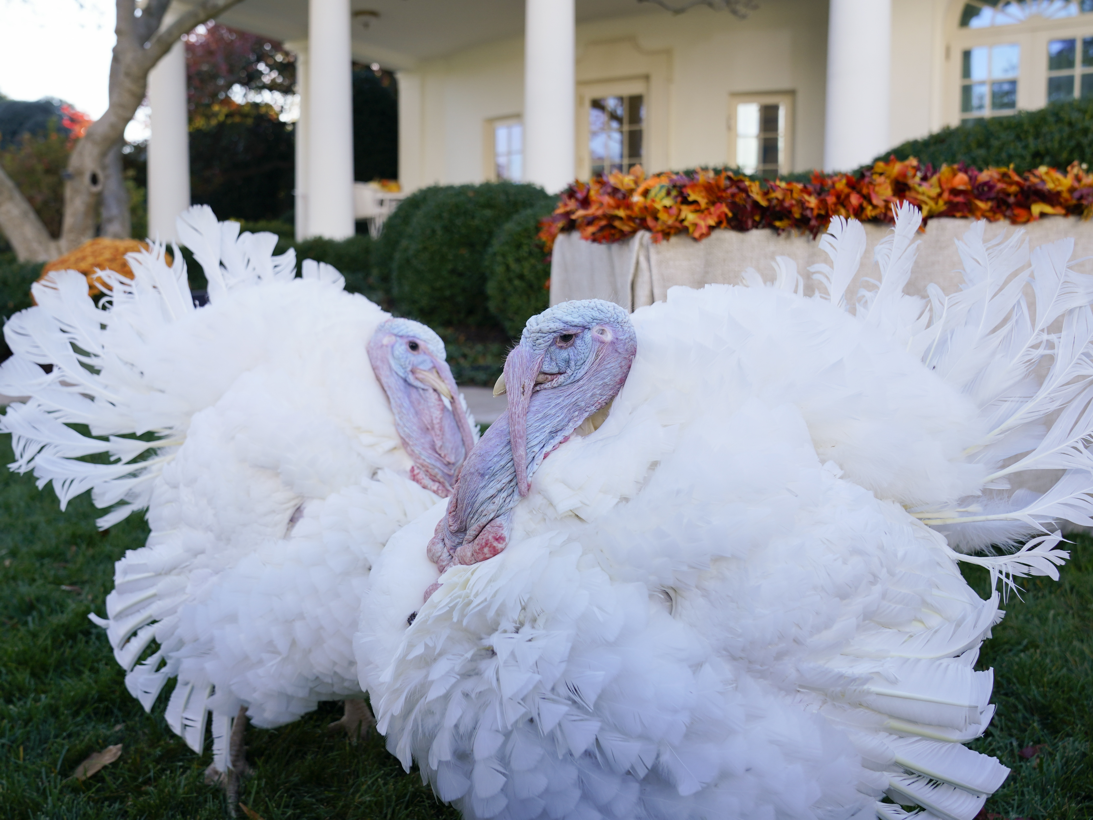 Biden will soon pardon 2 turkeys. Here's the strange truth behind the  tradition - OPB