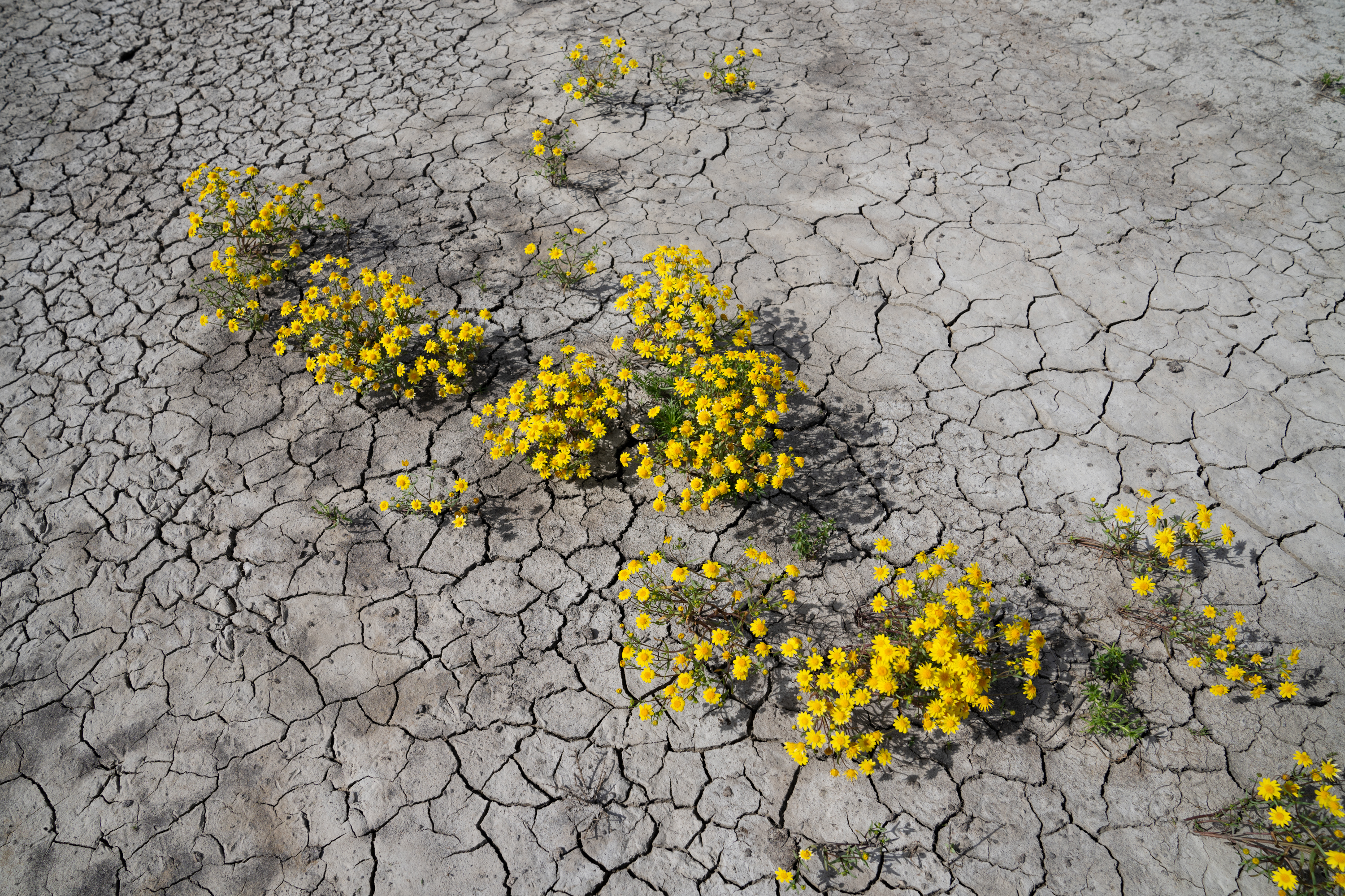 PHOTOS: See the wildflower 'superbloom' happening across California : The  Picture Show : NPR