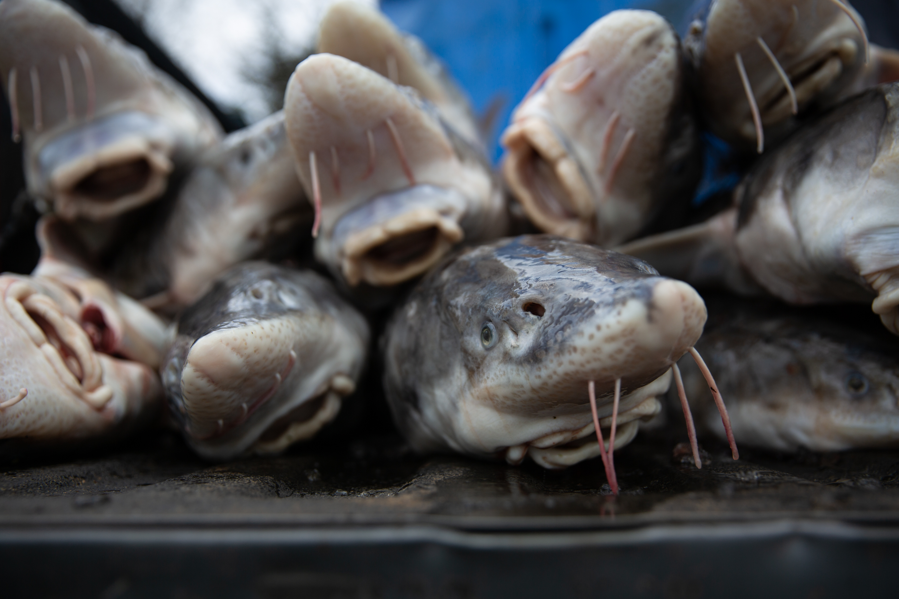 Why freshwater fish farms could increase global food security