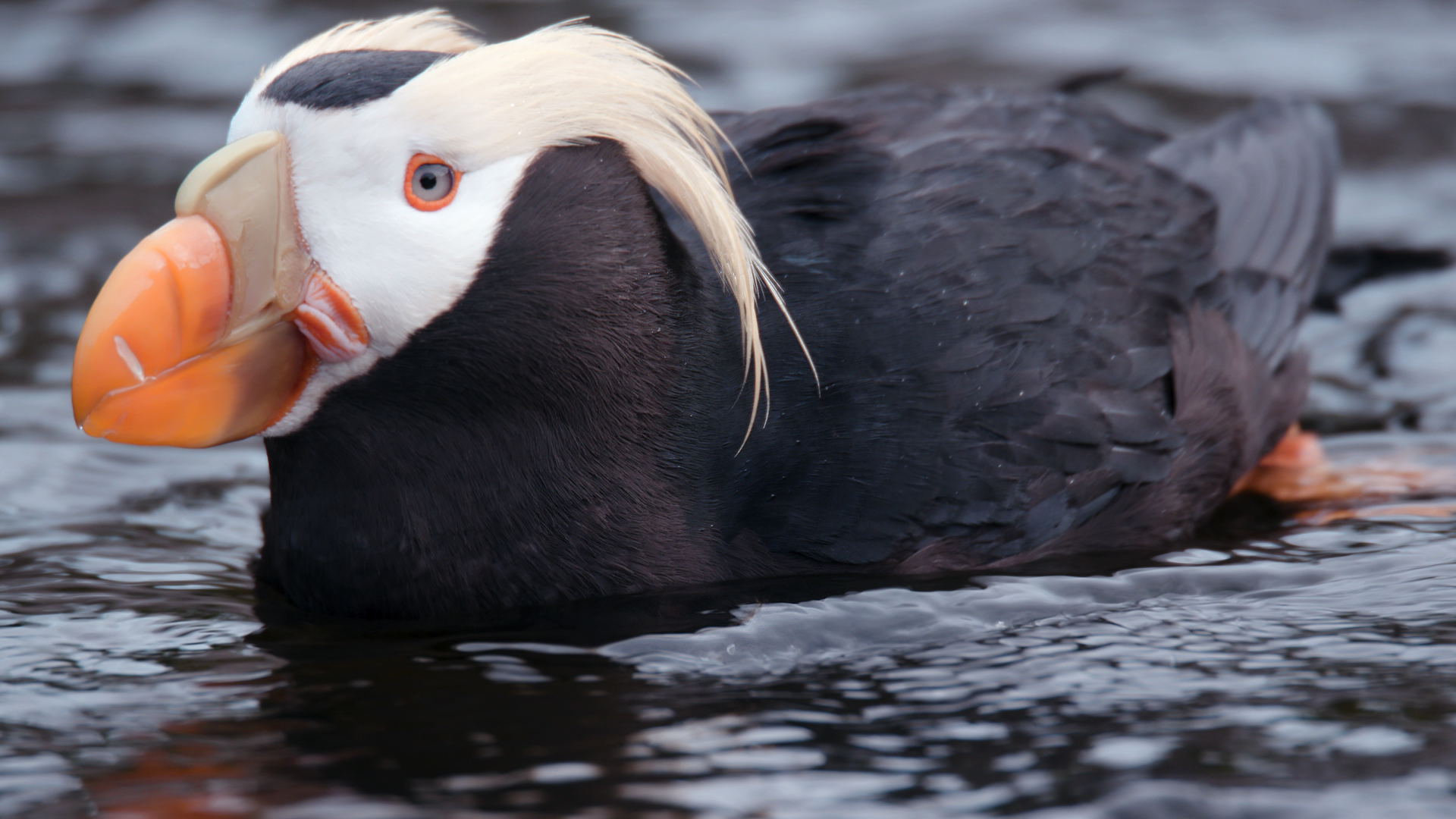 Tufted puffin  Oregon Department of Fish & Wildlife