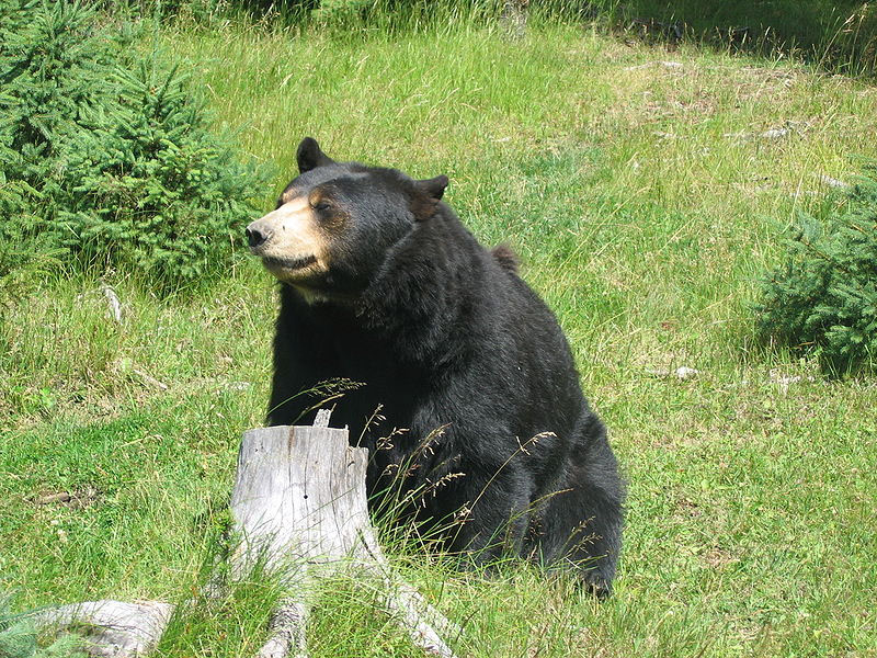 Black bear