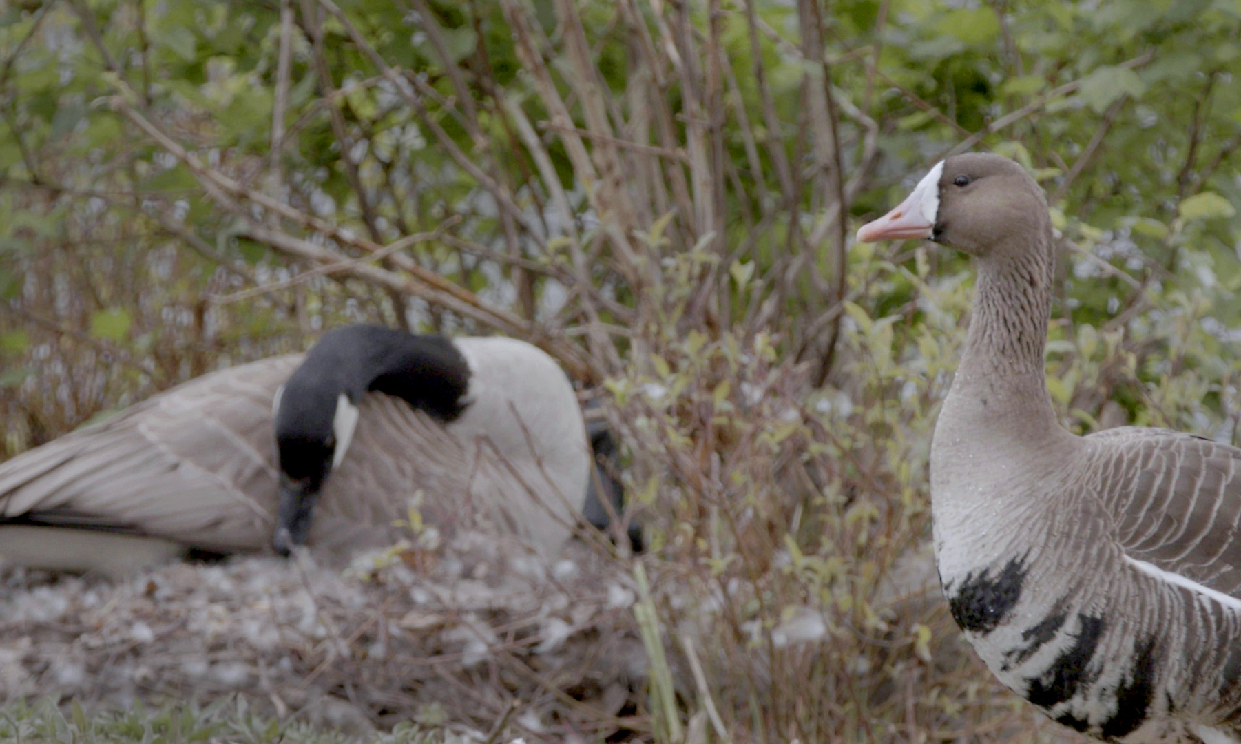 An unusual pairing of geese draws a gaggle of Portland-area birders - OPB