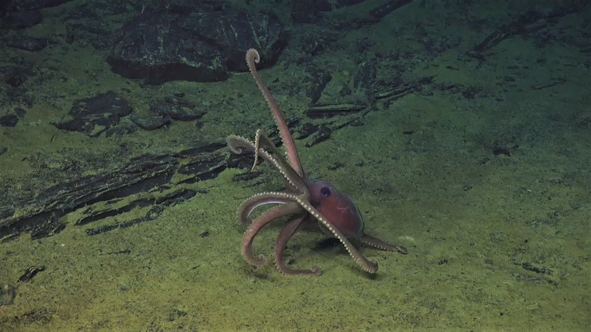 a deep sea image of an octopus at the bottom of the floor