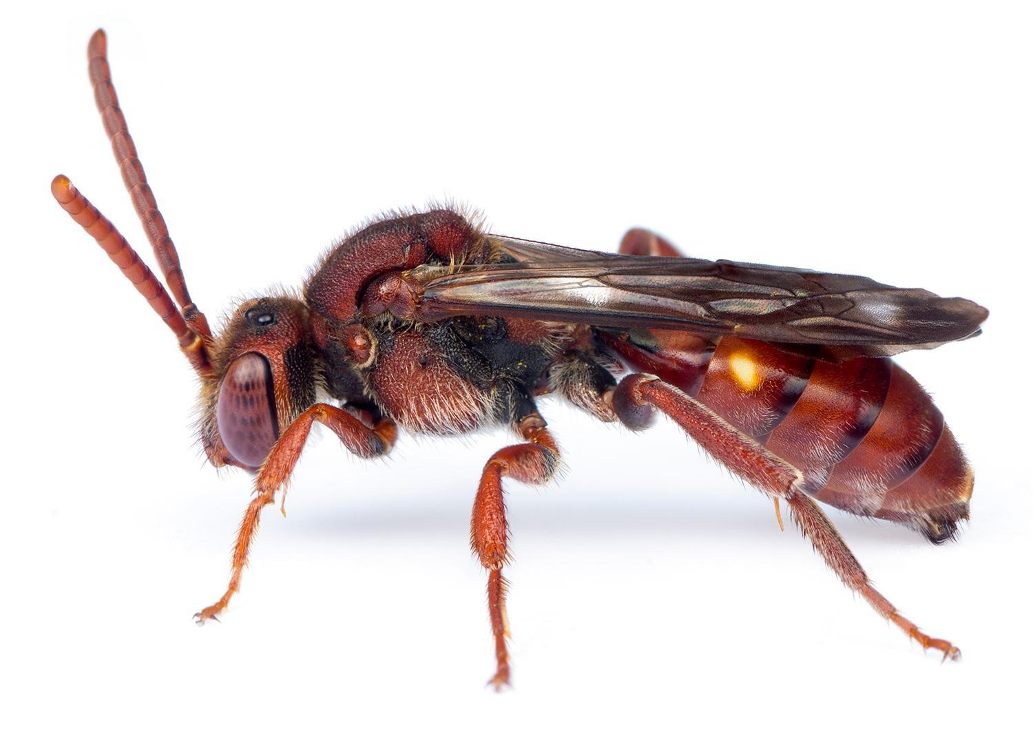 Bee Color Red Bee Color Red